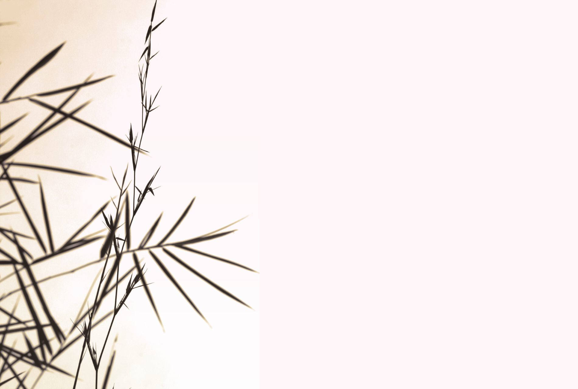 Bamboo HD 桌布 壁紙 — 竹葉剪影在柔和溫暖的米色背景上投下細膩的陰影。