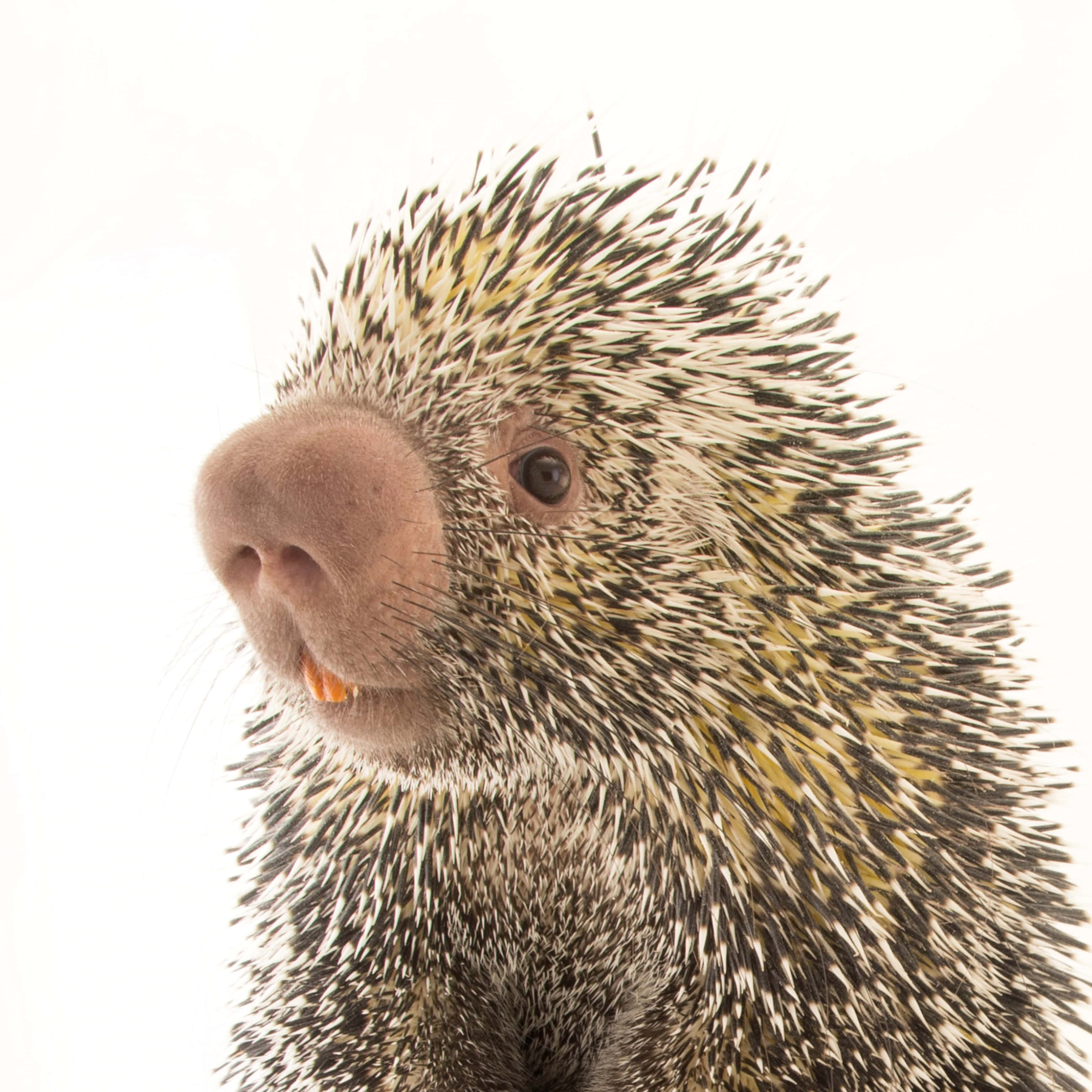 Porcupine 桌布 壁紙 — 箭豬頭部特寫，帶有鋒利的黑白刺，背景為亮白色。