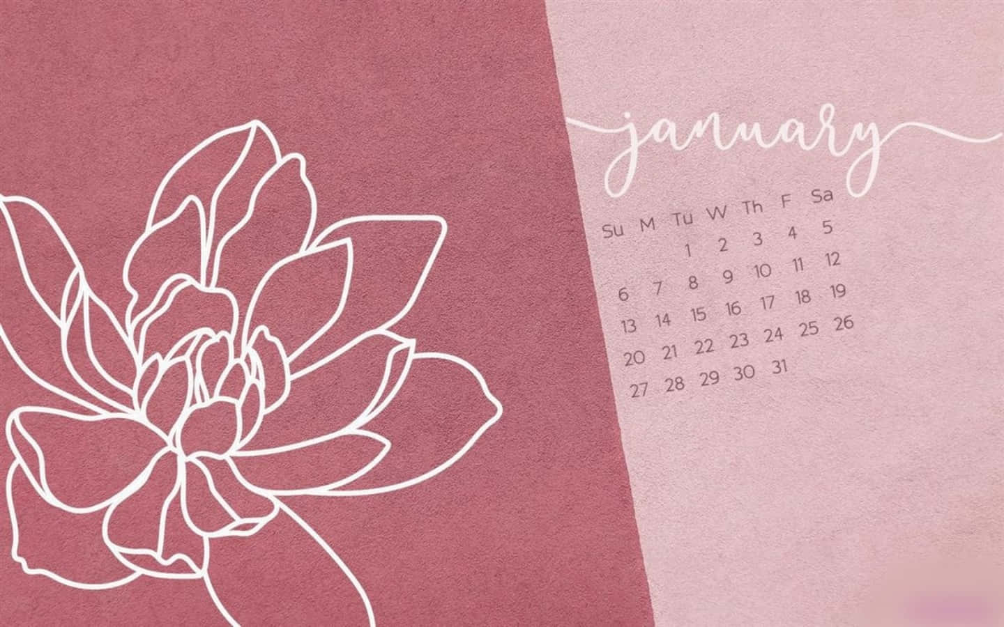 Cute January 桌布 壁紙 — 簡約一月日曆，白色線條多肉植物圖案，柔和粉紅色紋理背景。