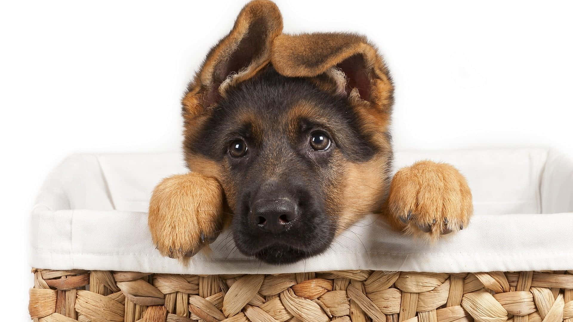籃子裡的德國牧羊犬 壁紙