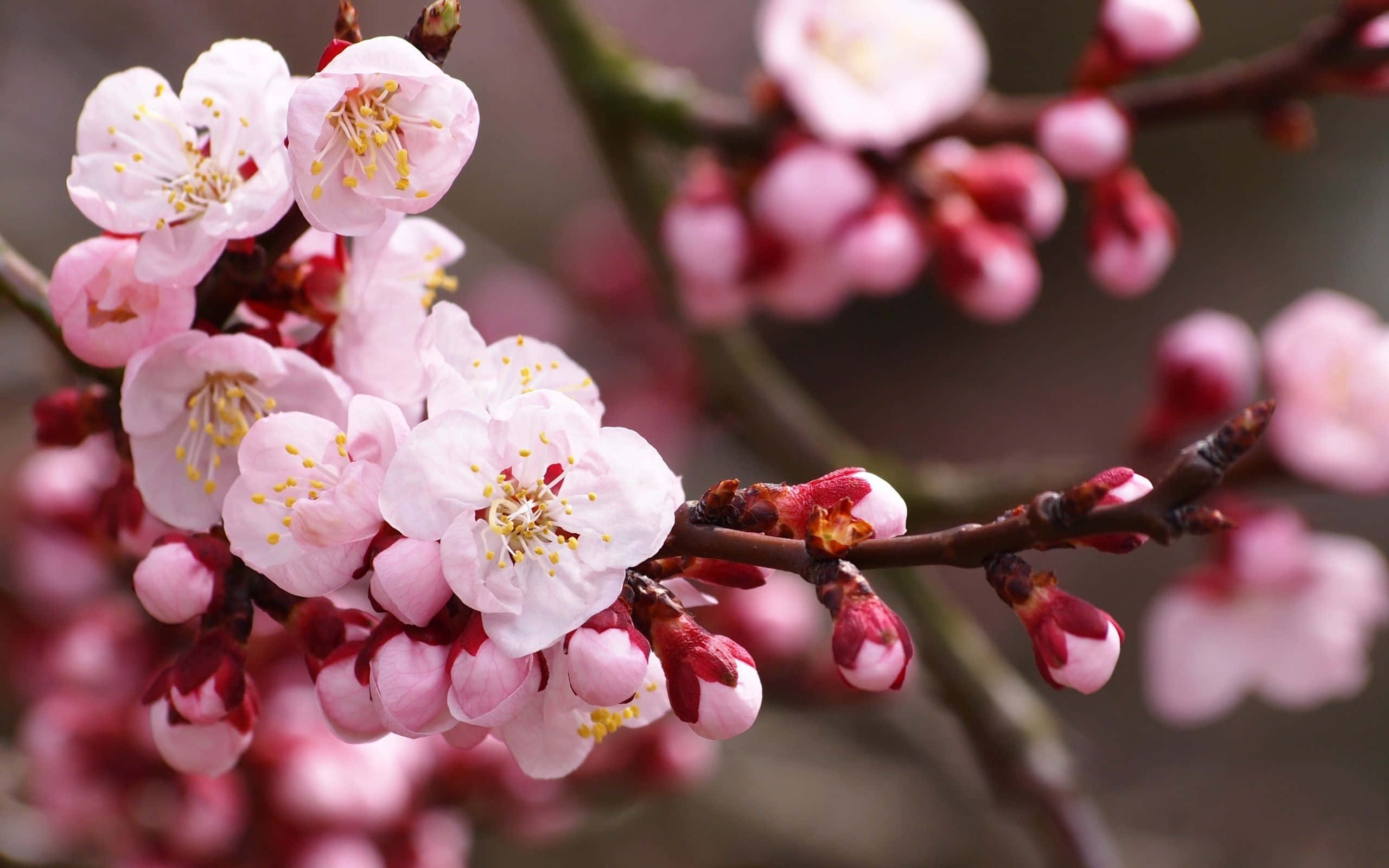 Cherry Blossom Tree 桌布 壁紙 — 粉嫩櫻花在深色樹枝上盛開，背景柔和虛化。