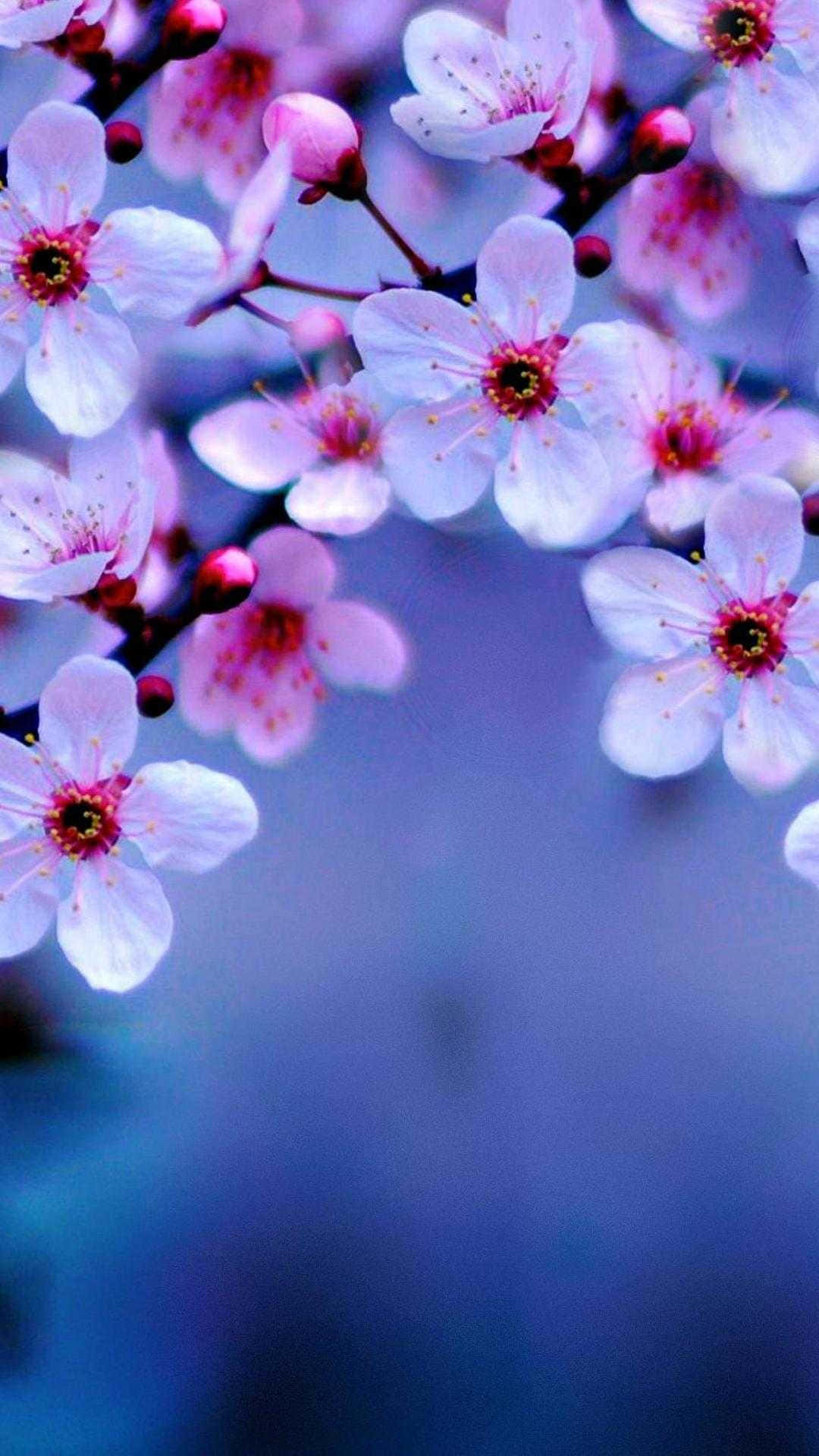 Blossom 桌布 壁紙 — 粉嫩櫻花帶有深色花心，在纖細的枝條上綻放，背景是柔和的藍色模糊效果。