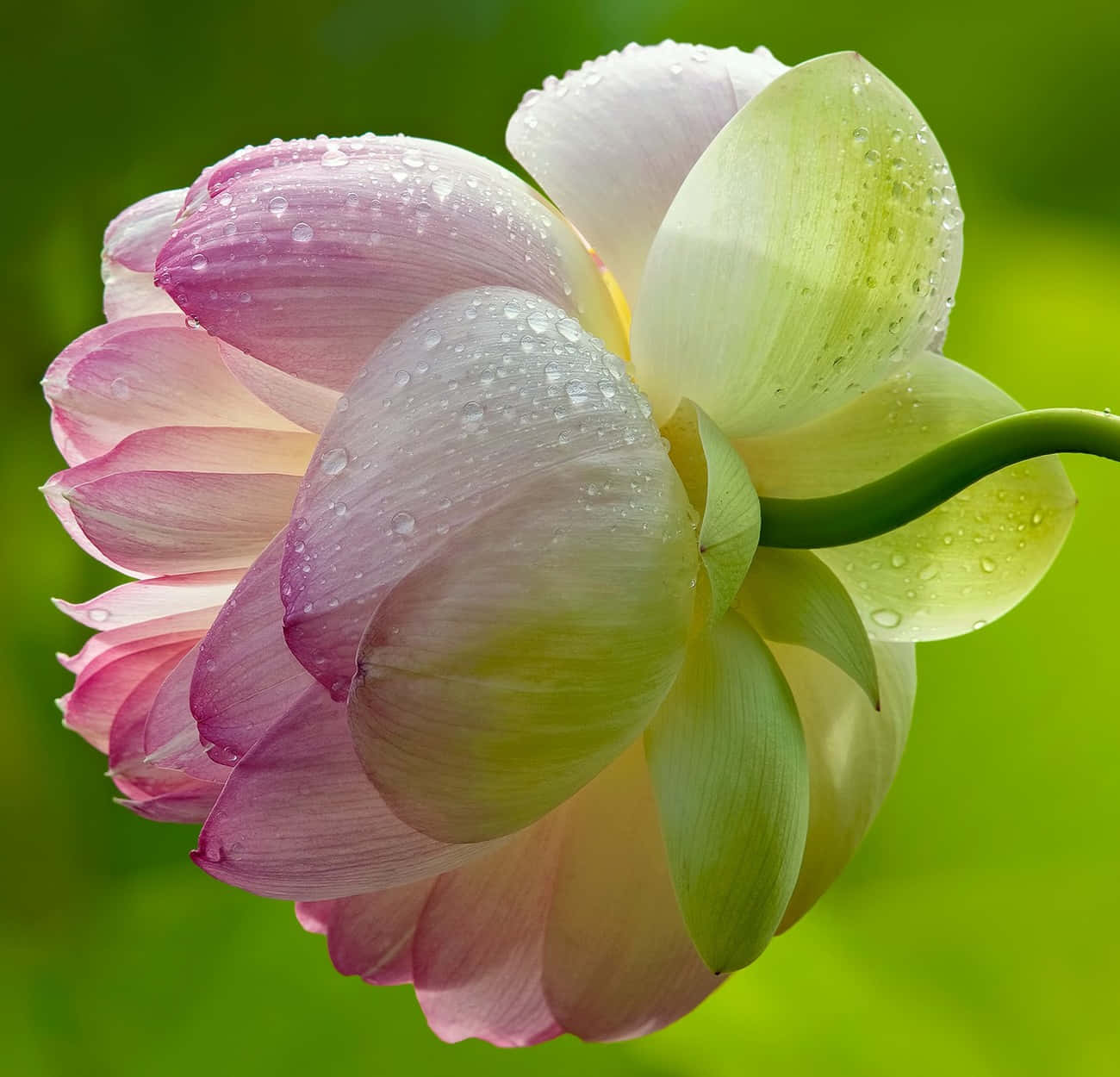 Blooming Flowers 桌布 壁紙 — 粉白色蓮花的近距離特寫，花瓣上的露珠在柔和綠色背景前閃閃發光。