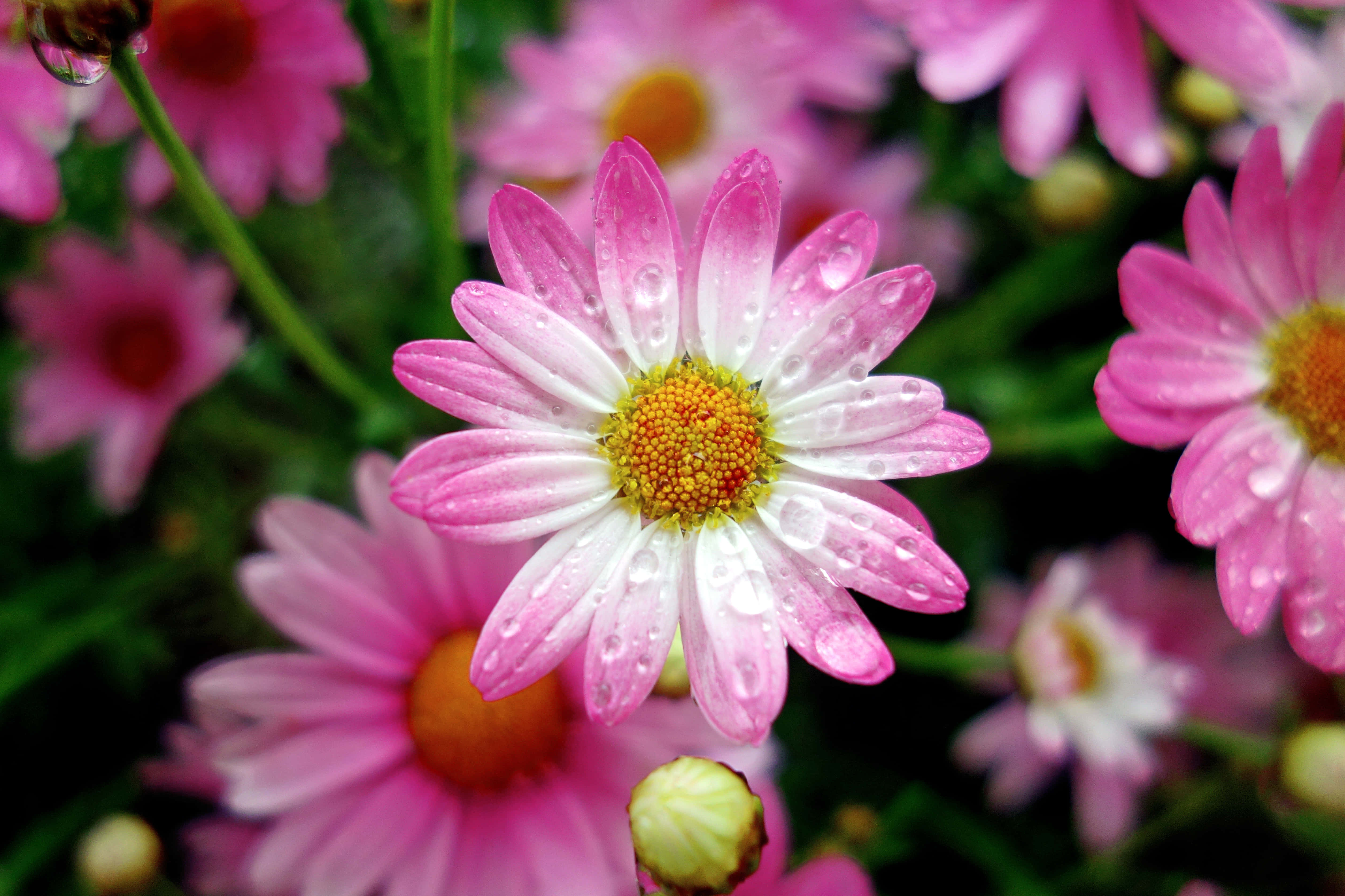 雛菊 桌布 壁紙 — 粉白色雛菊的特寫，花瓣上的露珠閃閃發光，周圍是模糊的粉紅色花朵。