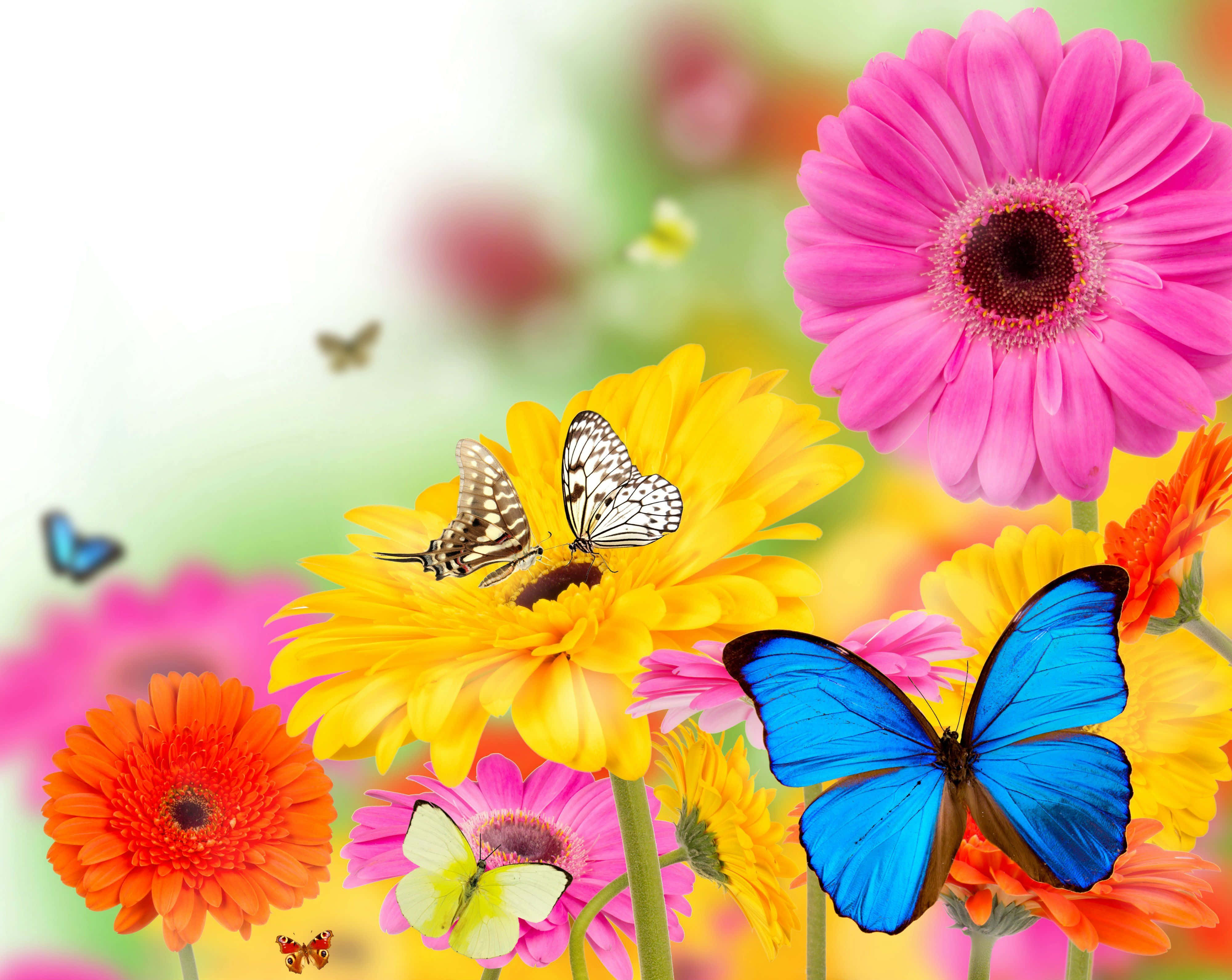 Flowers And Butterflies 桌布 壁紙 — 粉紅、橙、黃色的鮮豔非洲菊雛菊盛開，蝴蝶在周圍飛舞，背景柔和模糊。