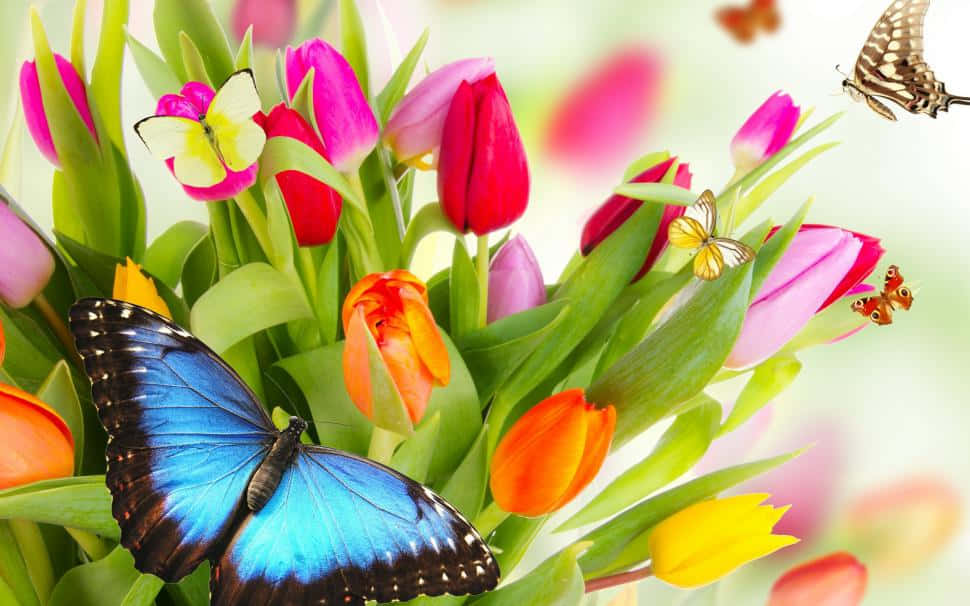 Real Butterfly 桌布 壁紙 — 粉紅、橙、黃色的鮮豔鬱金香盛開，蝴蝶在明亮的春天場景中飛舞。