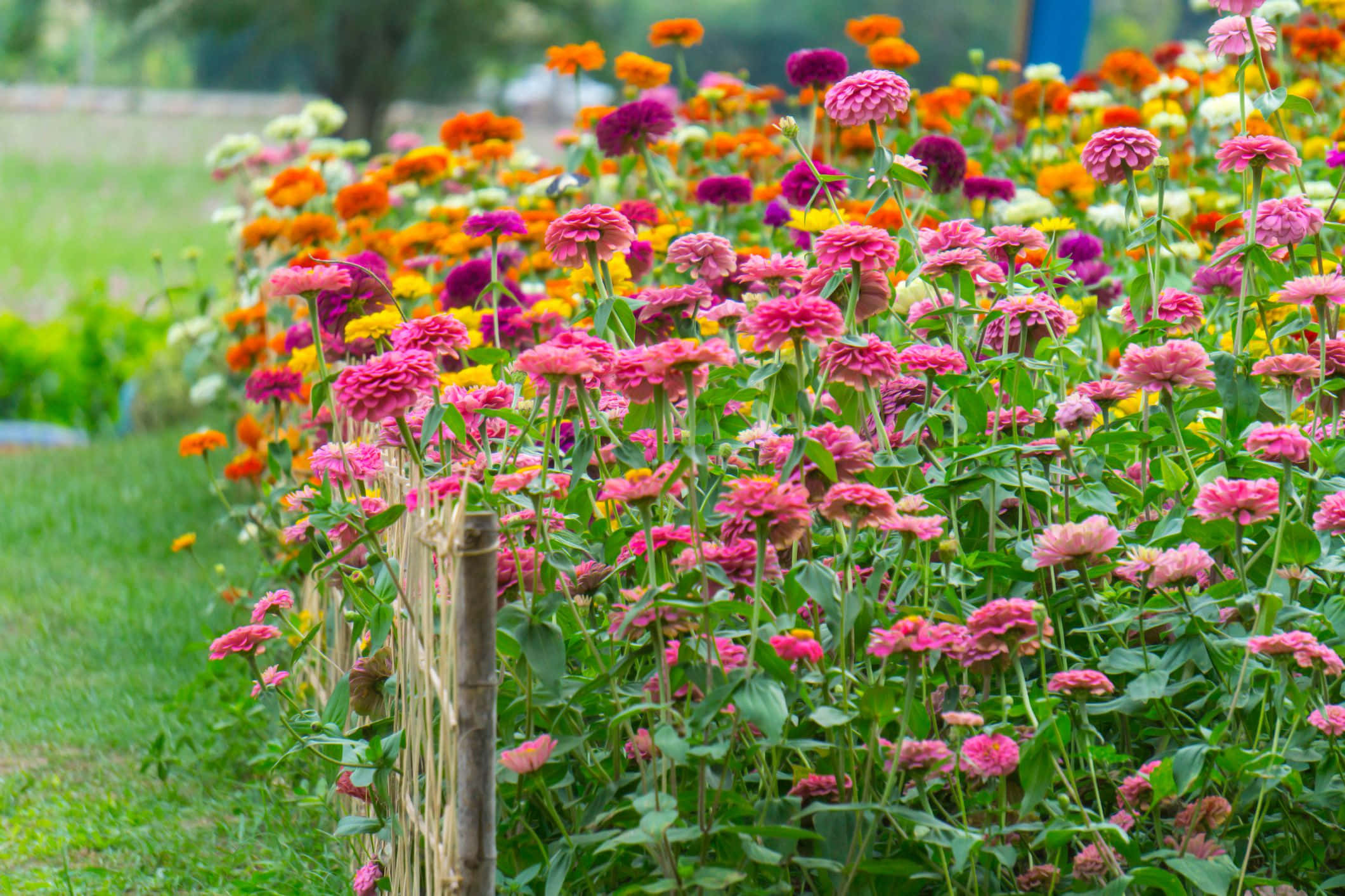 Beautiful Flower 桌布 壁紙 — 粉紅、橙和紫色的鮮豔百日菊沿著陽光花園中的質樸木柵欄密集盛開。