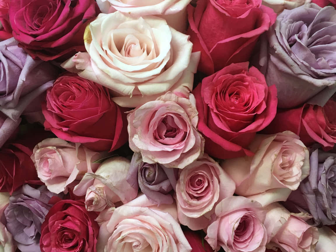 Beautiful Roses 桌布 壁紙 — 粉紅、紅和薰衣草色調的鮮豔玫瑰的茂盛特寫，帶有精緻的層層花瓣。