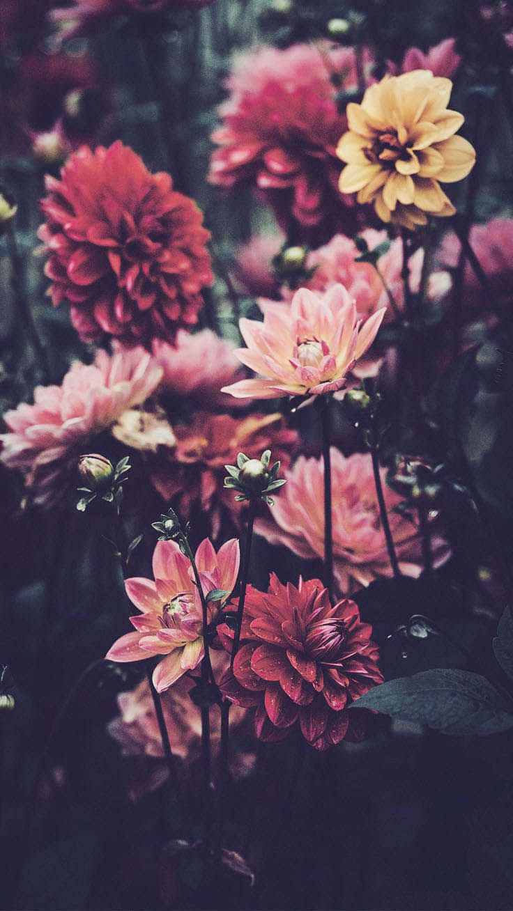 桌布 壁紙 — 粉紅、紅色和黃色的鮮豔大麗花在黑暗模糊的花園背景下柔和地發光。