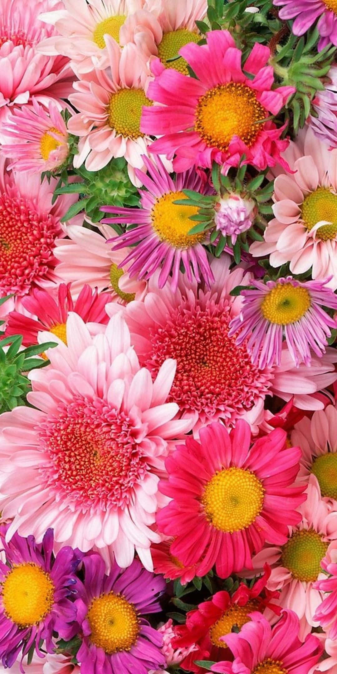 Flowers 桌布 壁紙 — 粉紅、紫色和黃色雛菊與綠葉盛開的鮮豔特寫。