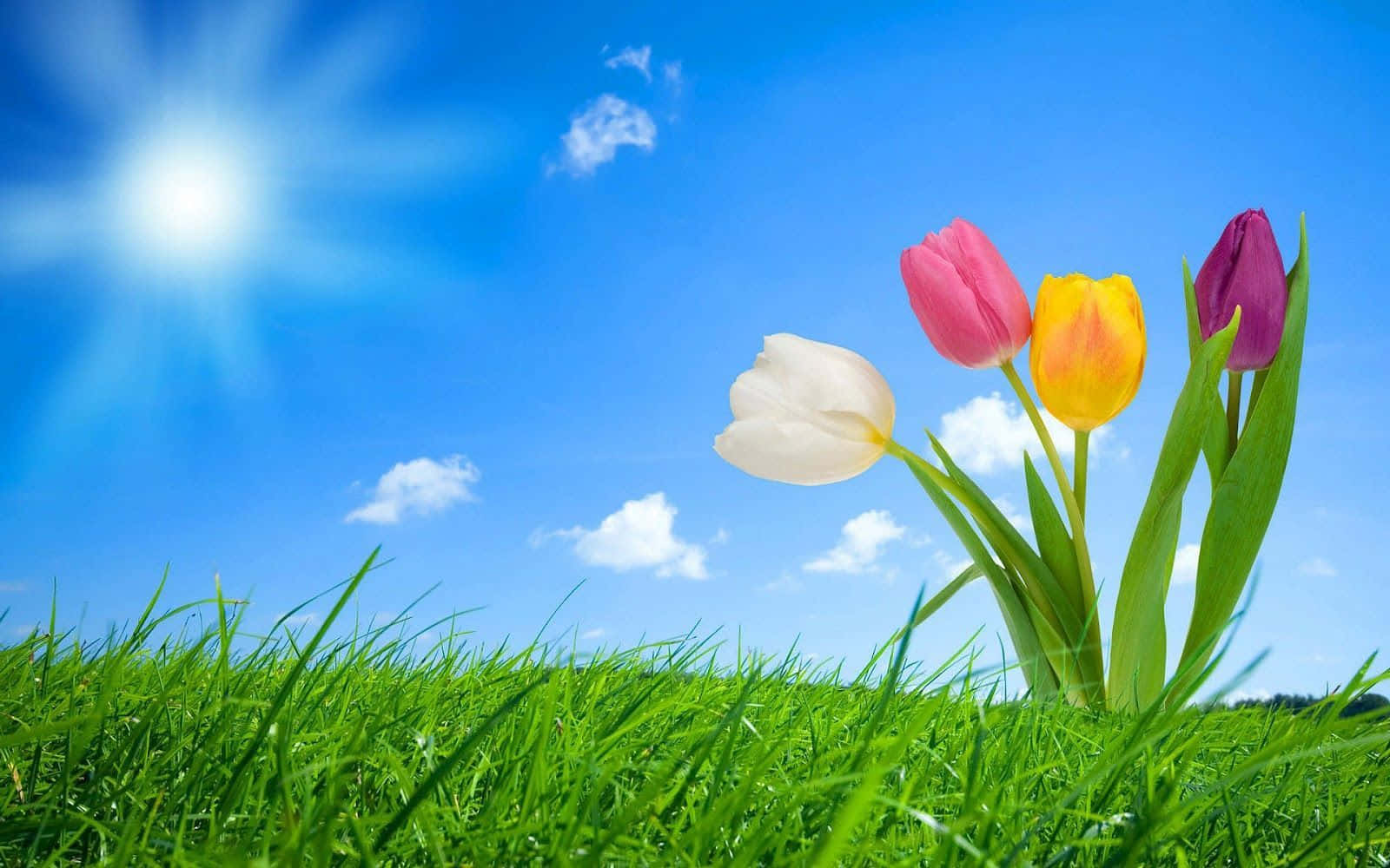 Spring Sunrise 桌布 壁紙 — 粉紅、黃、白、紫色的鮮豔鬱金香在茂盛綠草地上盛開，背景是晴朗藍天和 fluffy 白雲。