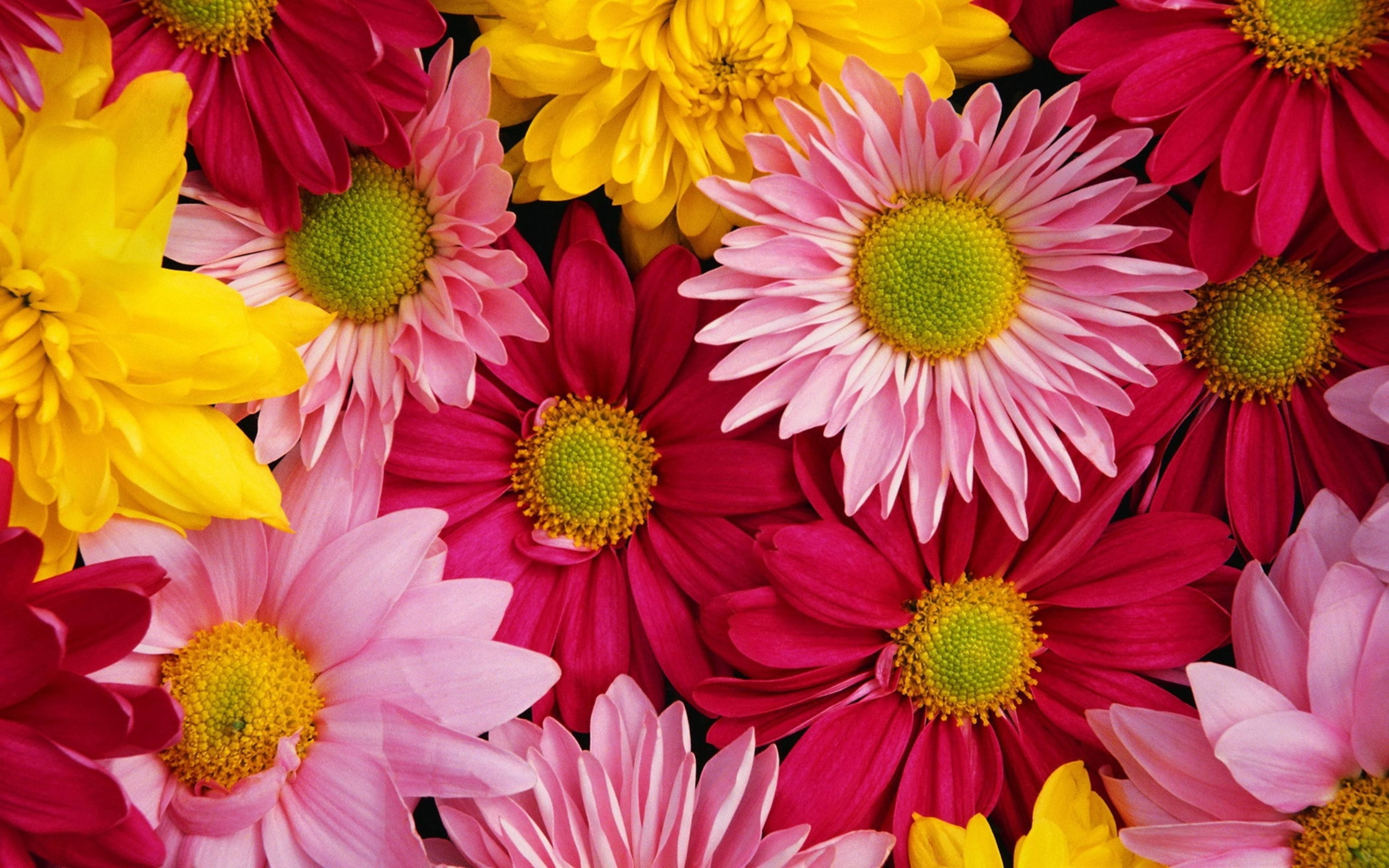 Chrysanthemum 桌布 壁紙 — 粉紅、黃色和洋紅色的雛菊特寫，充滿活力的色彩，綠色花心綻放色彩。