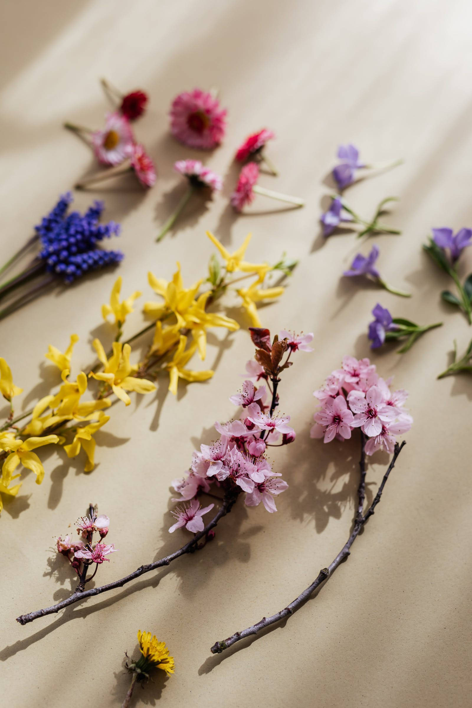 花 桌布 壁紙 — 粉紅、黃色和紫色的鮮豔春日花朵以平鋪方式散落在溫暖的米色表面上，帶有柔和陰影。