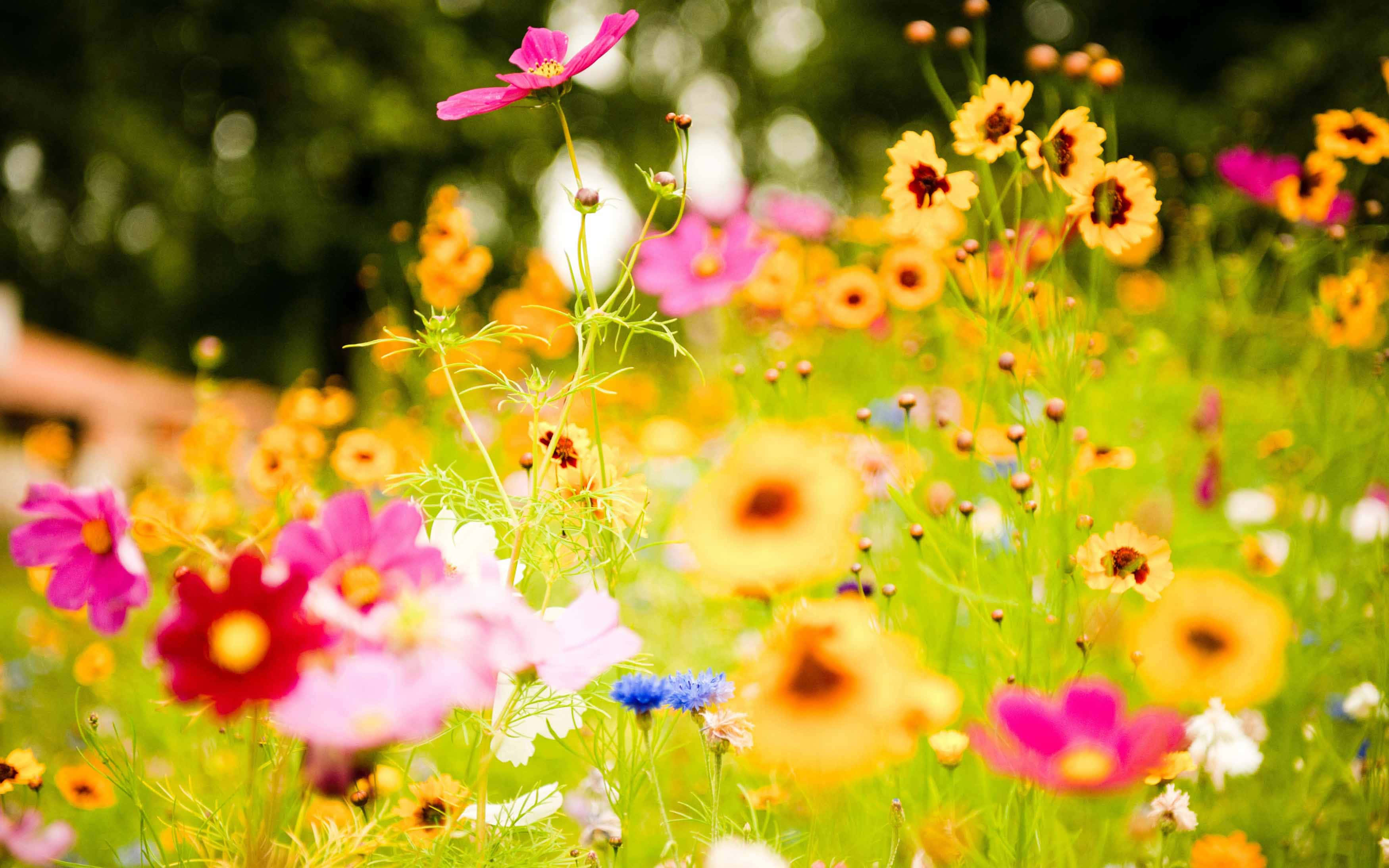 花 桌布 壁紙 — 粉紅、黃色和藍色的鮮豔大波斯菊在陽光明媚的草地上盛開，伴隨著柔軟的綠草和模糊的背景。