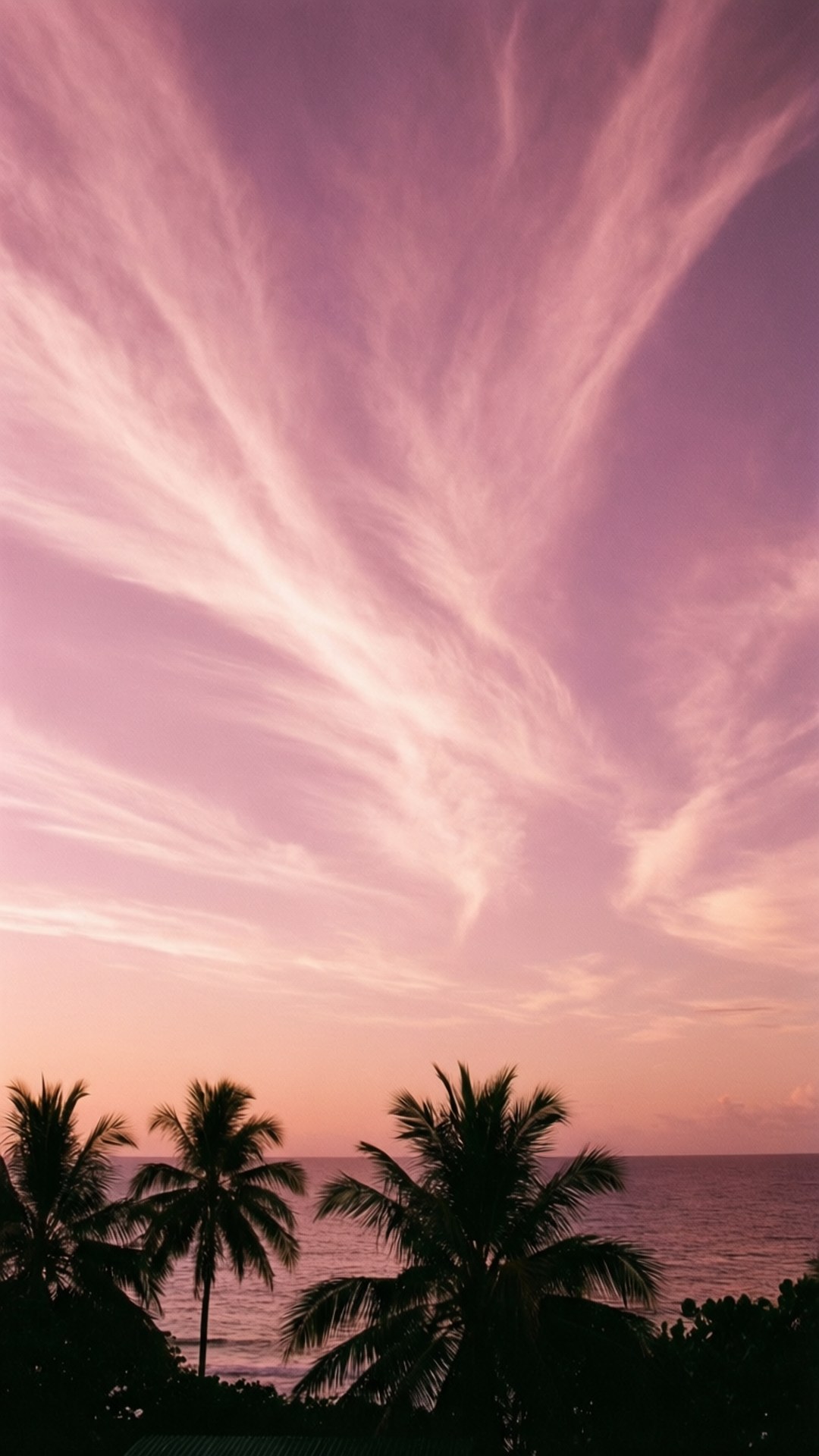 粉紅夕陽棕櫚樹 壁紙