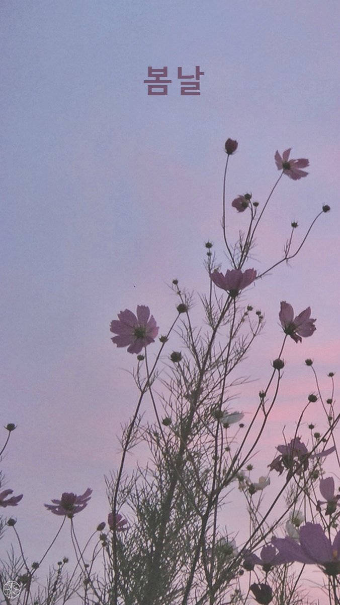 韓國 桌布 壁紙 — 粉紅大波斯菊花在黃昏時分於柔和粉彩天空搖曳，上方有韓文文字。