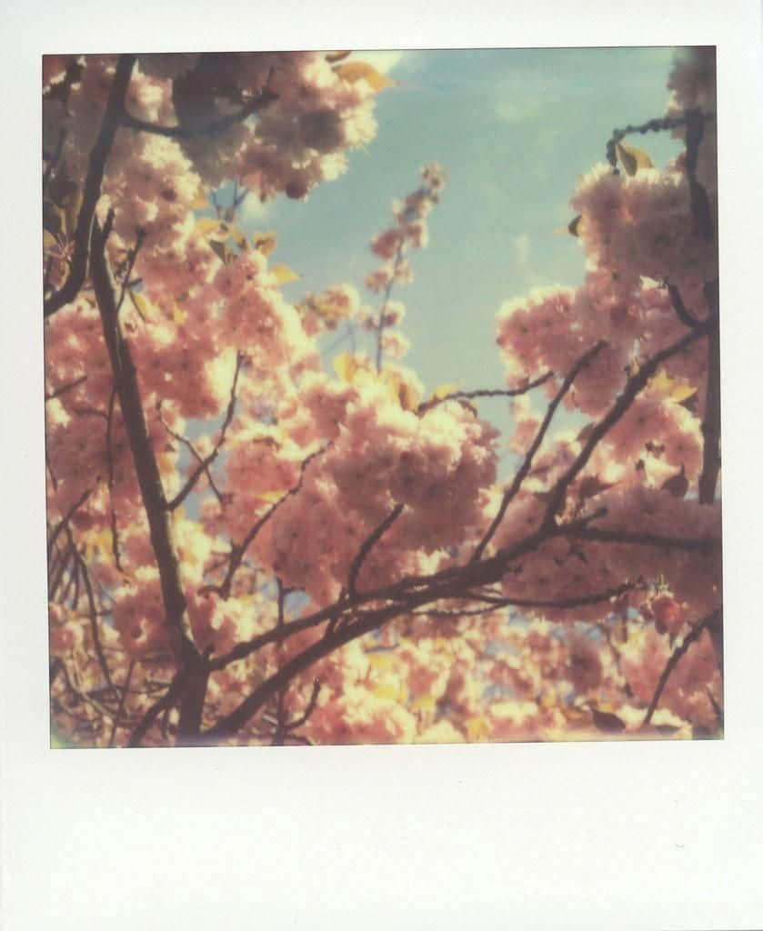 Aesthetic Polaroid 桌布 壁紙 — 粉紅櫻花在柔和的藍天下密集盛開於枝頭，呈現復古拍立得風格。