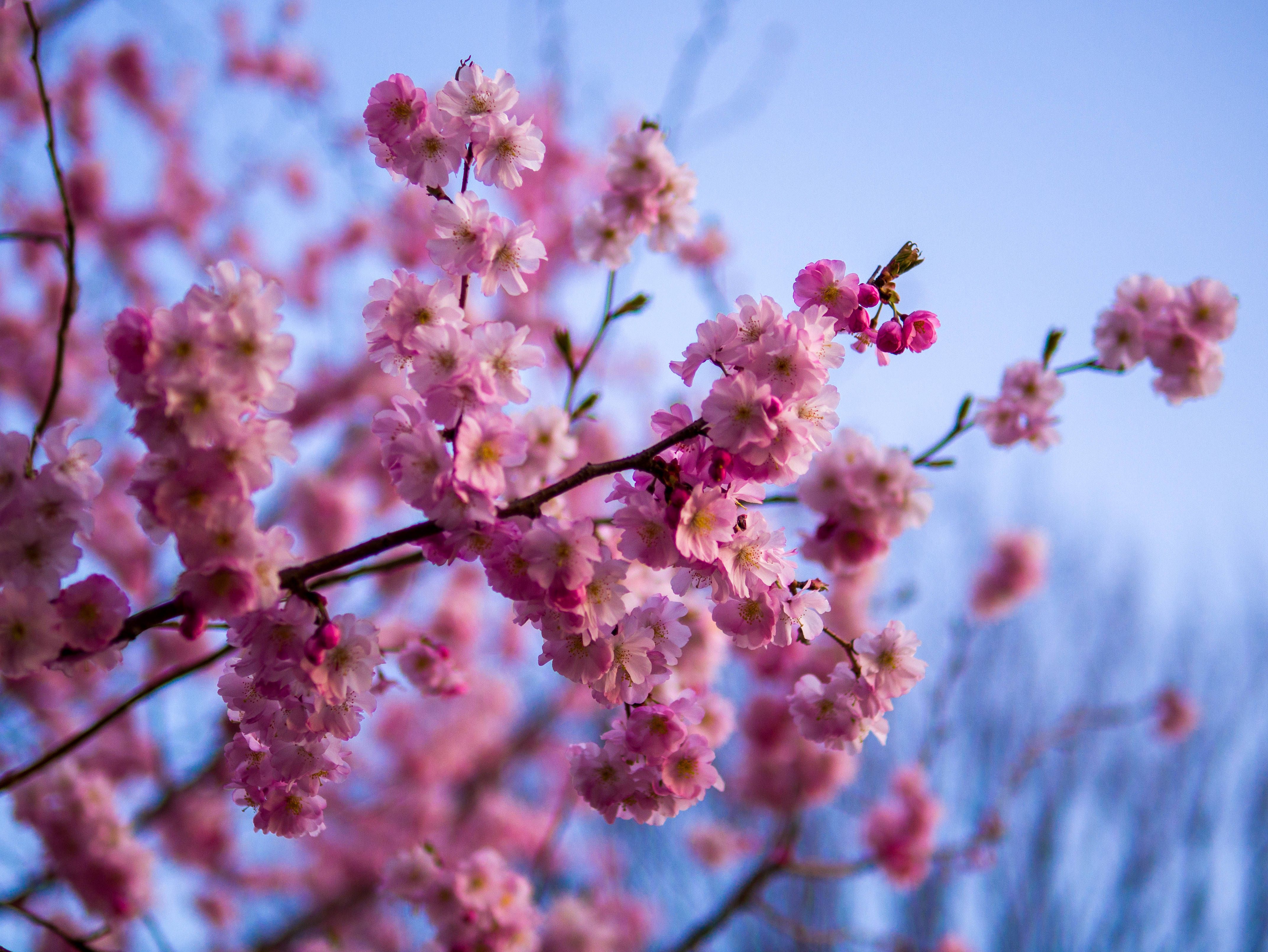 花朵 4K 桌布 壁紙 — 粉紅櫻花在柔焦中，於清澈藍天下密集綻放於枝頭。