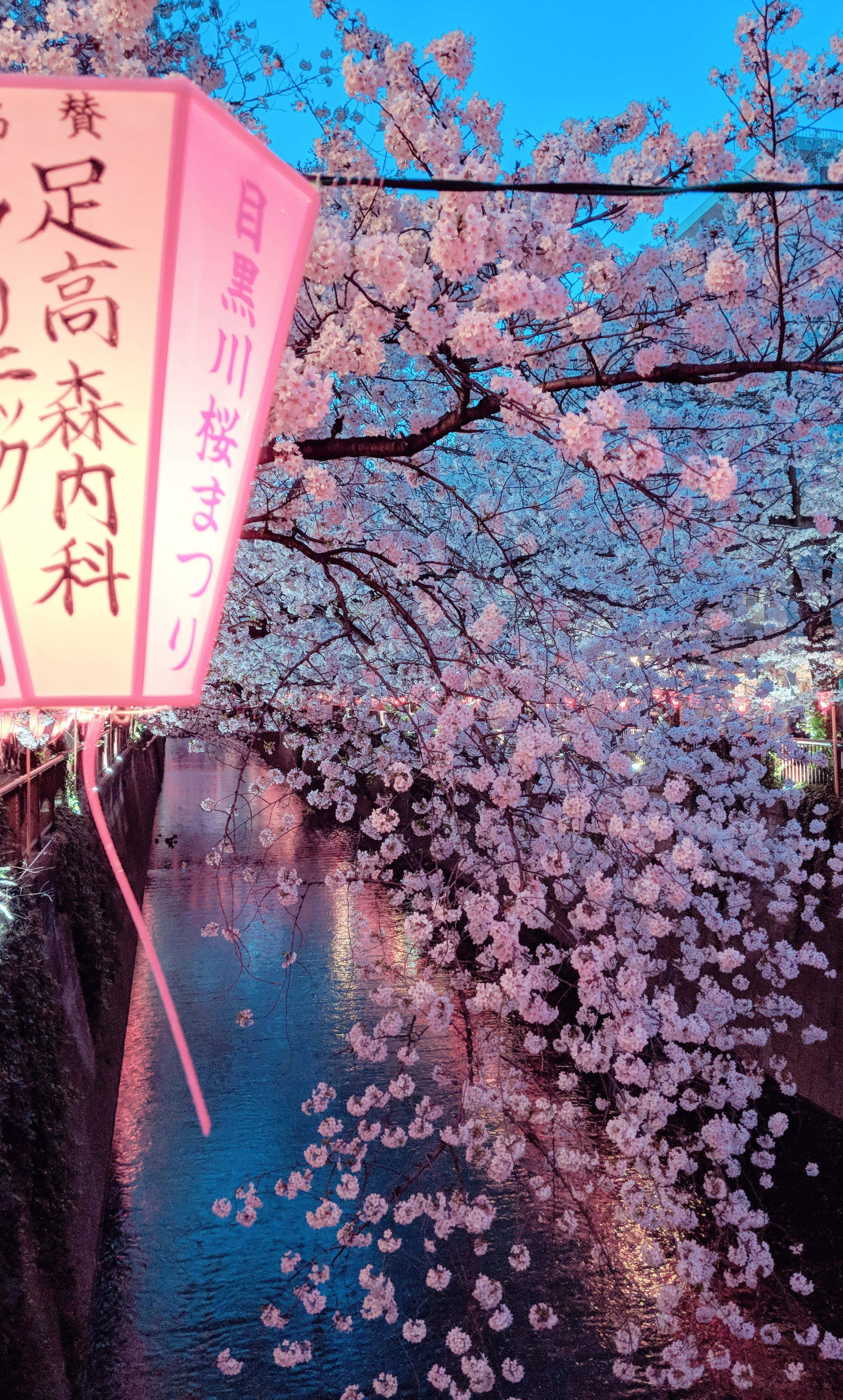 日式粉紅 桌布 壁紙 — 粉紅櫻花在運河上盛開，黃昏時水邊掛著發光的粉紅燈籠。