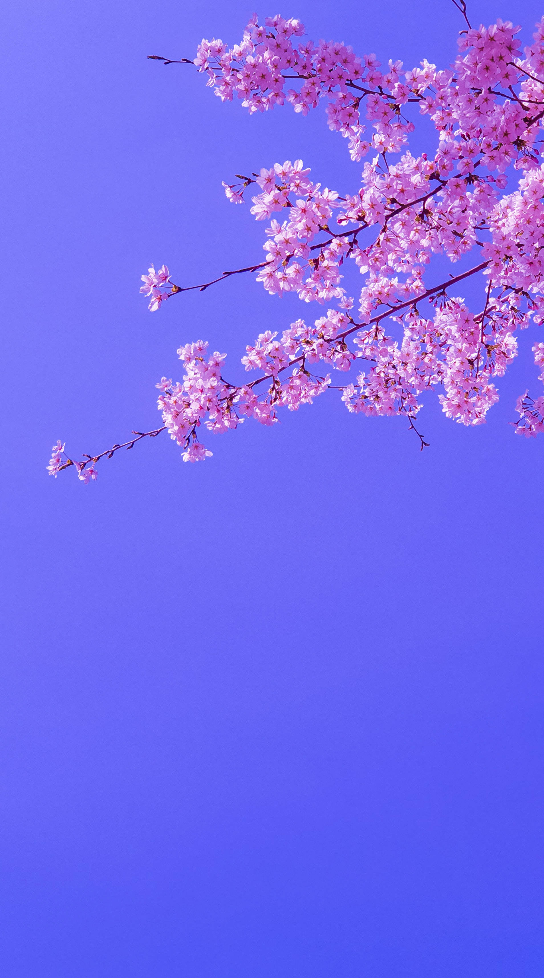 Sakura 桌布 壁紙 — 粉紅櫻花在鮮豔的藍天下盛開，呈現寧靜的春日景象。