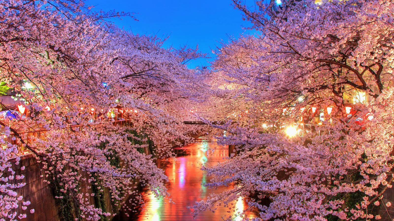 Cherry Blossom Night 桌布 壁紙 — 粉紅櫻花在黃昏時分拱起在發光的運河上，溫暖的燈籠光倒映在水中。