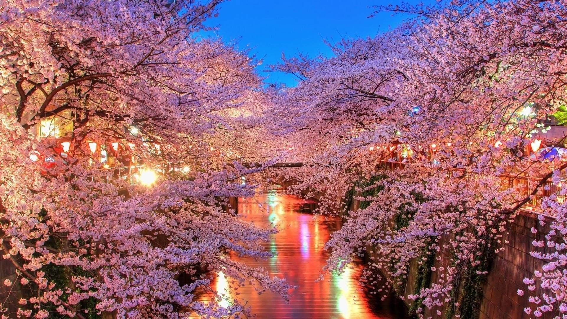 Blossom 桌布 壁紙 — 粉紅櫻花在黃昏時拱起於發光的河流上，溫暖的燈籠燈光倒映在水中。