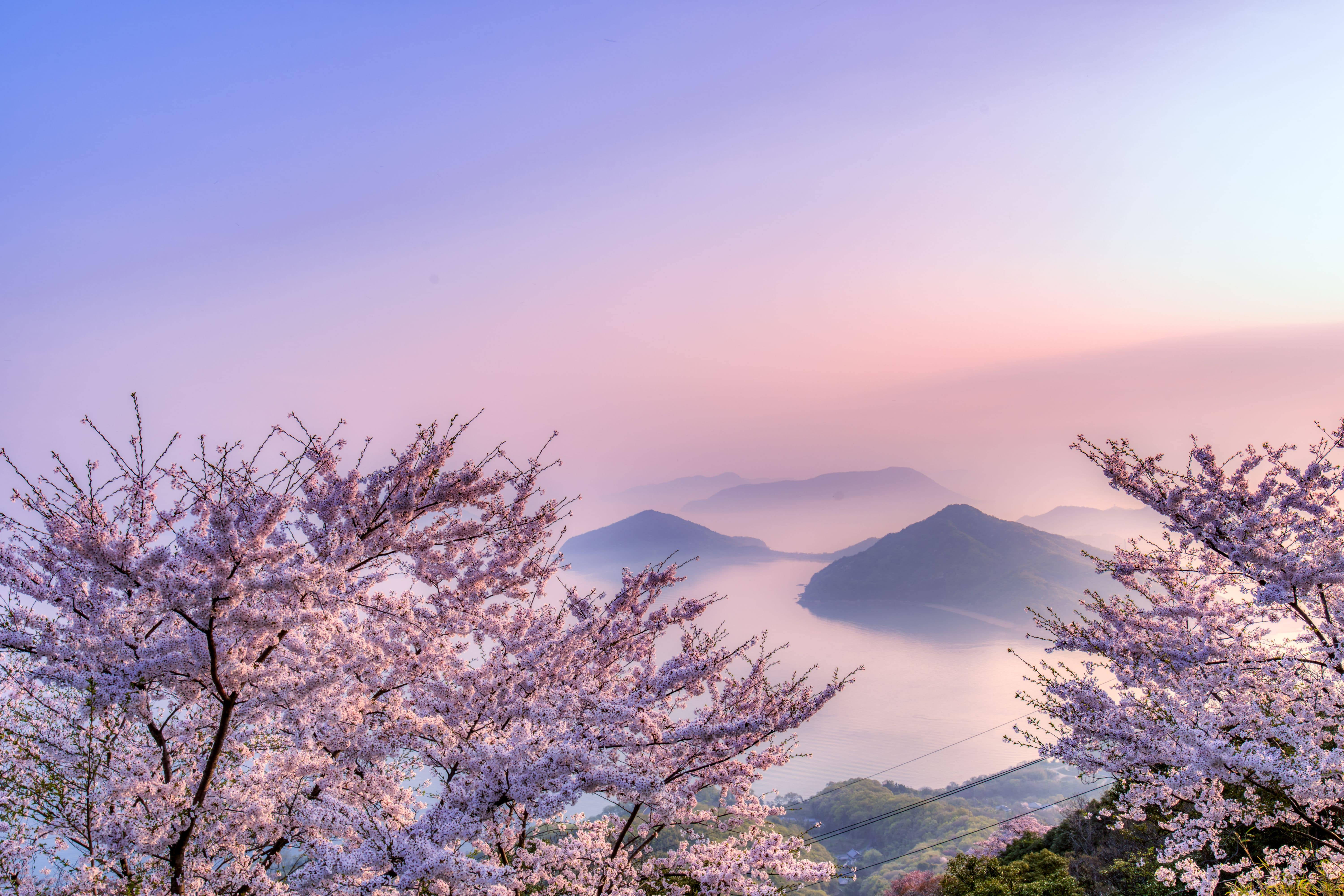 自然 4K 桌布 壁紙 — 粉紅櫻花框住一個霧氣瀰漫的湖泊和遠處的山脈，天空是柔和的紫色和粉紅色日出。
