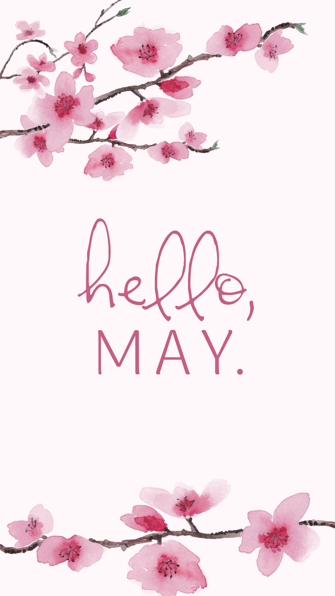 May 桌布 壁紙 — 粉紅櫻花框住柔和粉紅背景，上面有草書 hello may 文字。