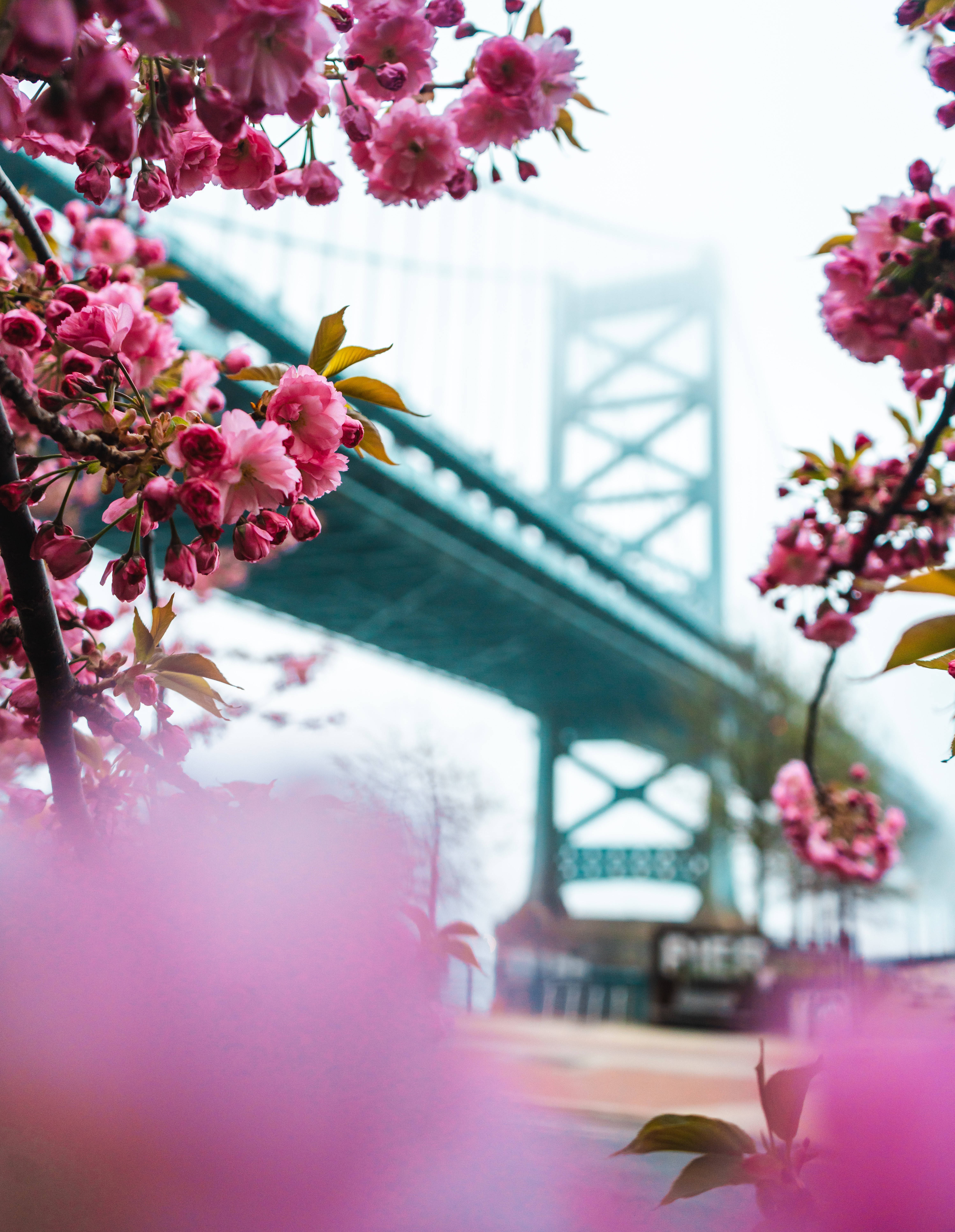 Sakura 桌布 壁紙 — 粉紅櫻花框住模糊的藍綠色吊橋，在柔和日光下。