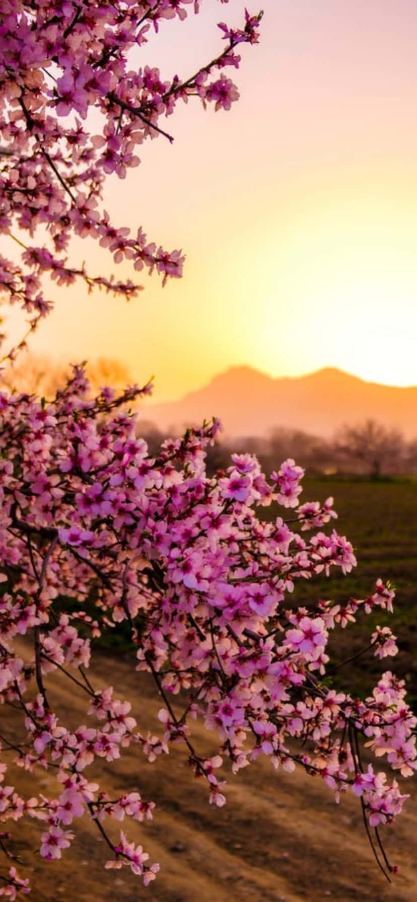 iPhone Flowers 桌布 壁紙 — 粉紅櫻花框住遠山和柔軟綠野上的金色日落。