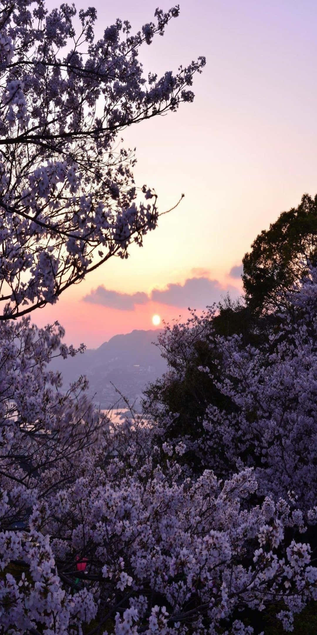 自然 桌布 壁紙 — 粉紅櫻花框住遠山和水面上的柔和日落。