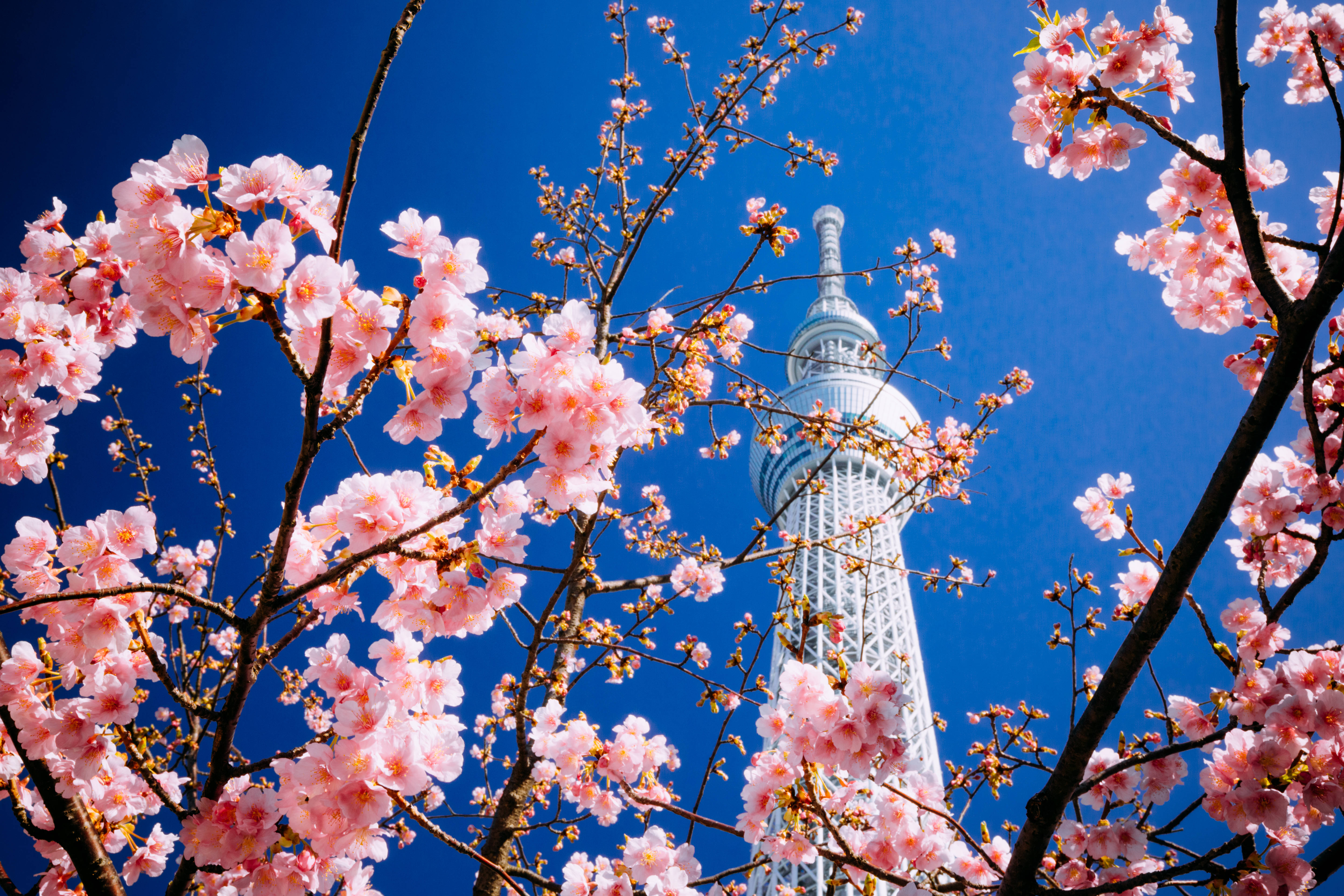 東京 桌布 壁紙 — 粉紅櫻花襯托著白色的東京晴空塔，背景是春天鮮豔的藍天。