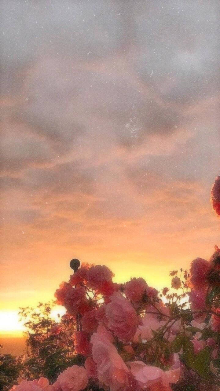 美學 Tumblr 桌布 壁紙 — 粉紅玫瑰在夢幻的日落天空下盛開，伴隨著柔軟的雲朵和金色的光芒。