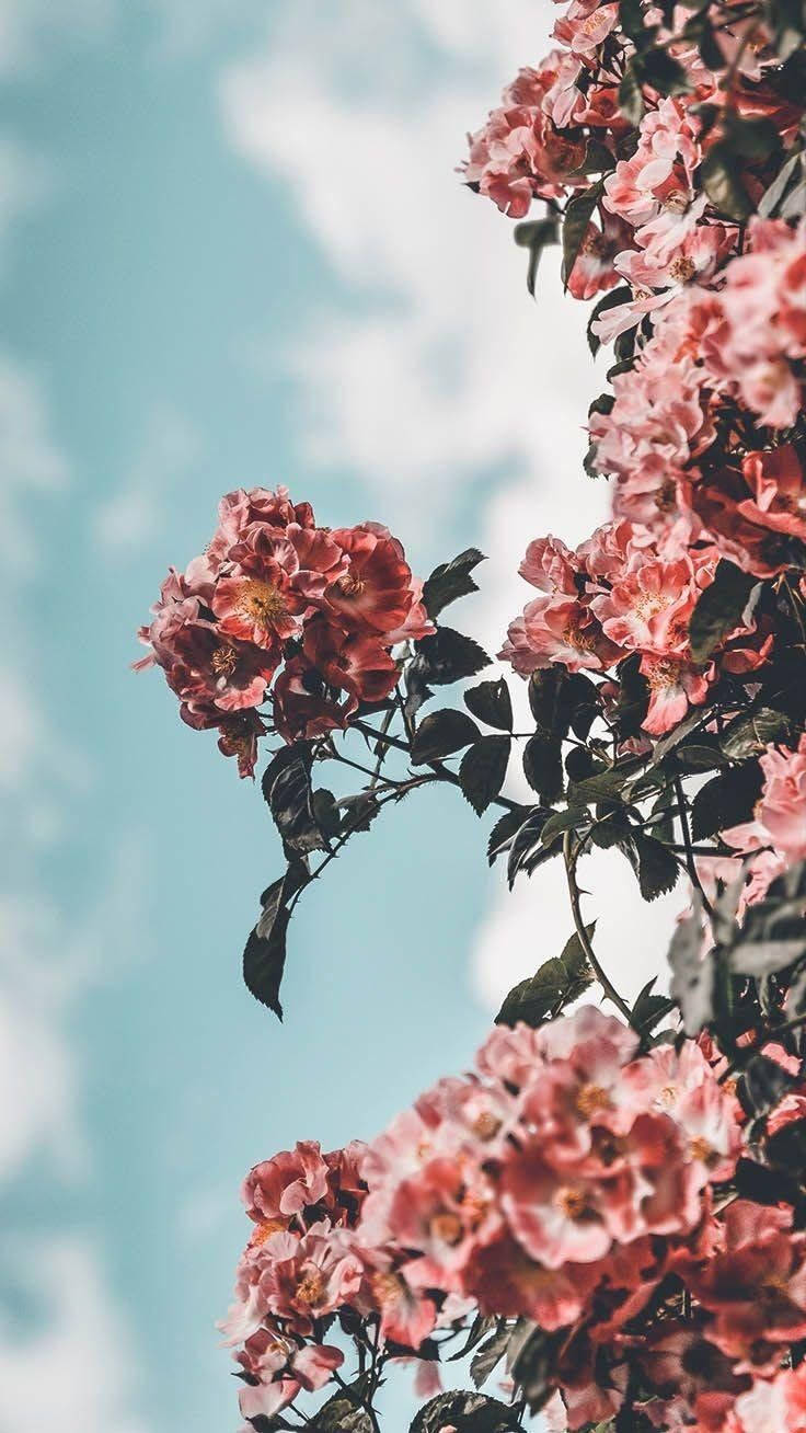 iPhone 桌布 壁紙 — 粉紅玫瑰在柔和藍天與蓬鬆白雲的春日場景中盛開。