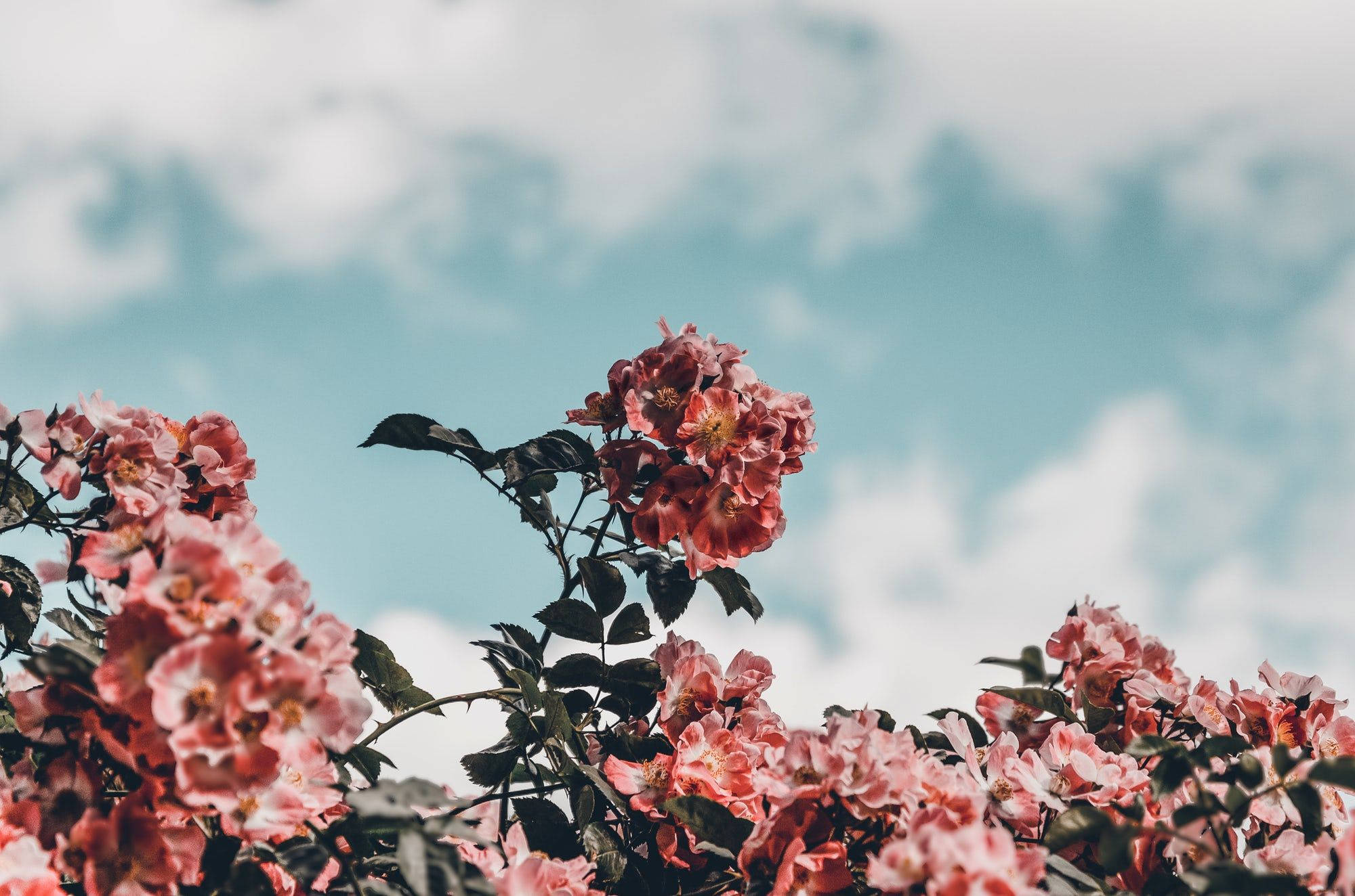 Pink Flowers 桌布 壁紙 — 粉紅玫瑰在柔和藍天與蓬鬆白雲的襯托下，在寧靜的花園場景中鮮豔綻放。