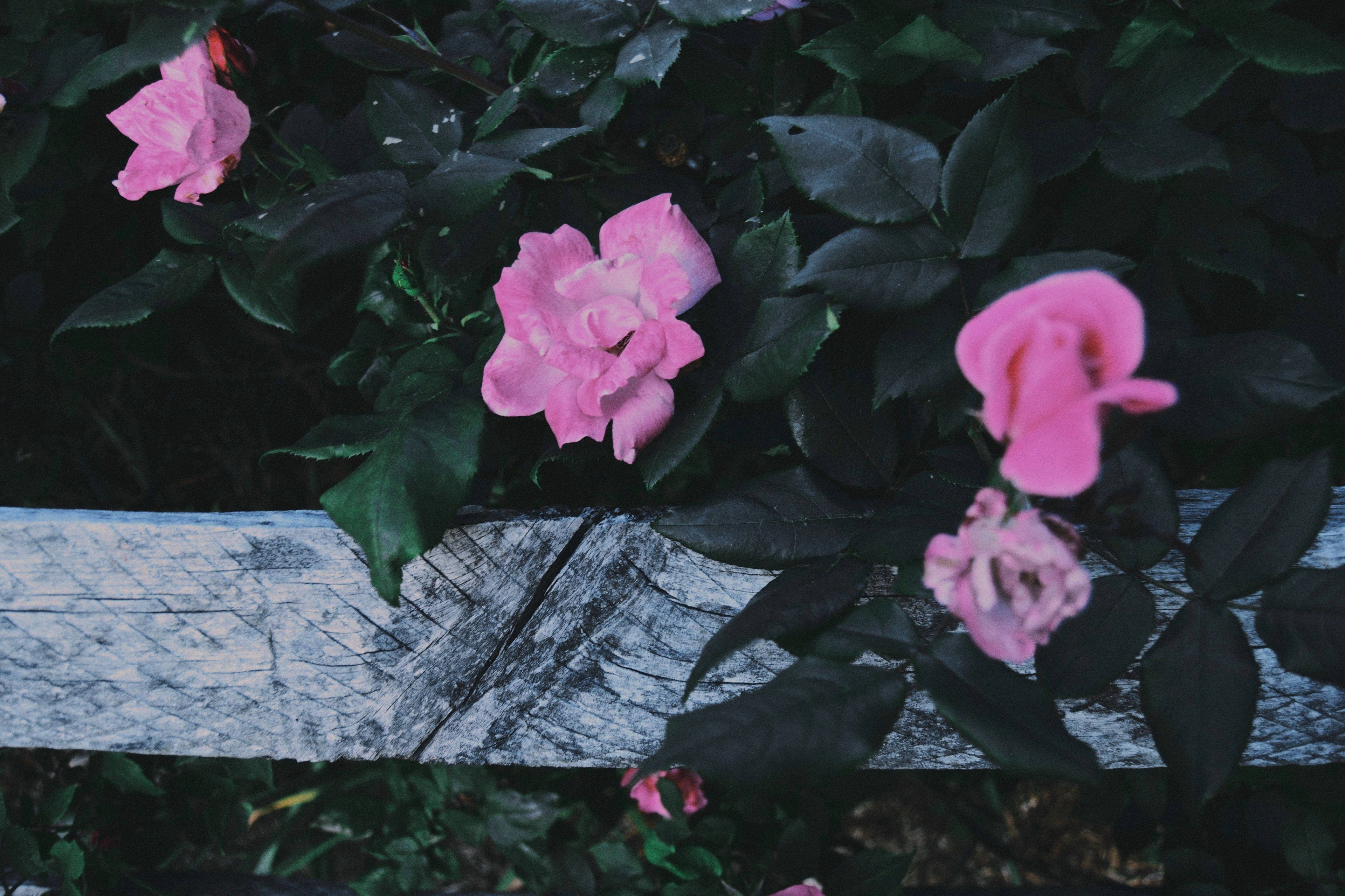Flowers 桌布 壁紙 — 粉紅玫瑰在深綠色葉子的襯托下，在風化的灰色木柵欄上鮮豔綻放。
