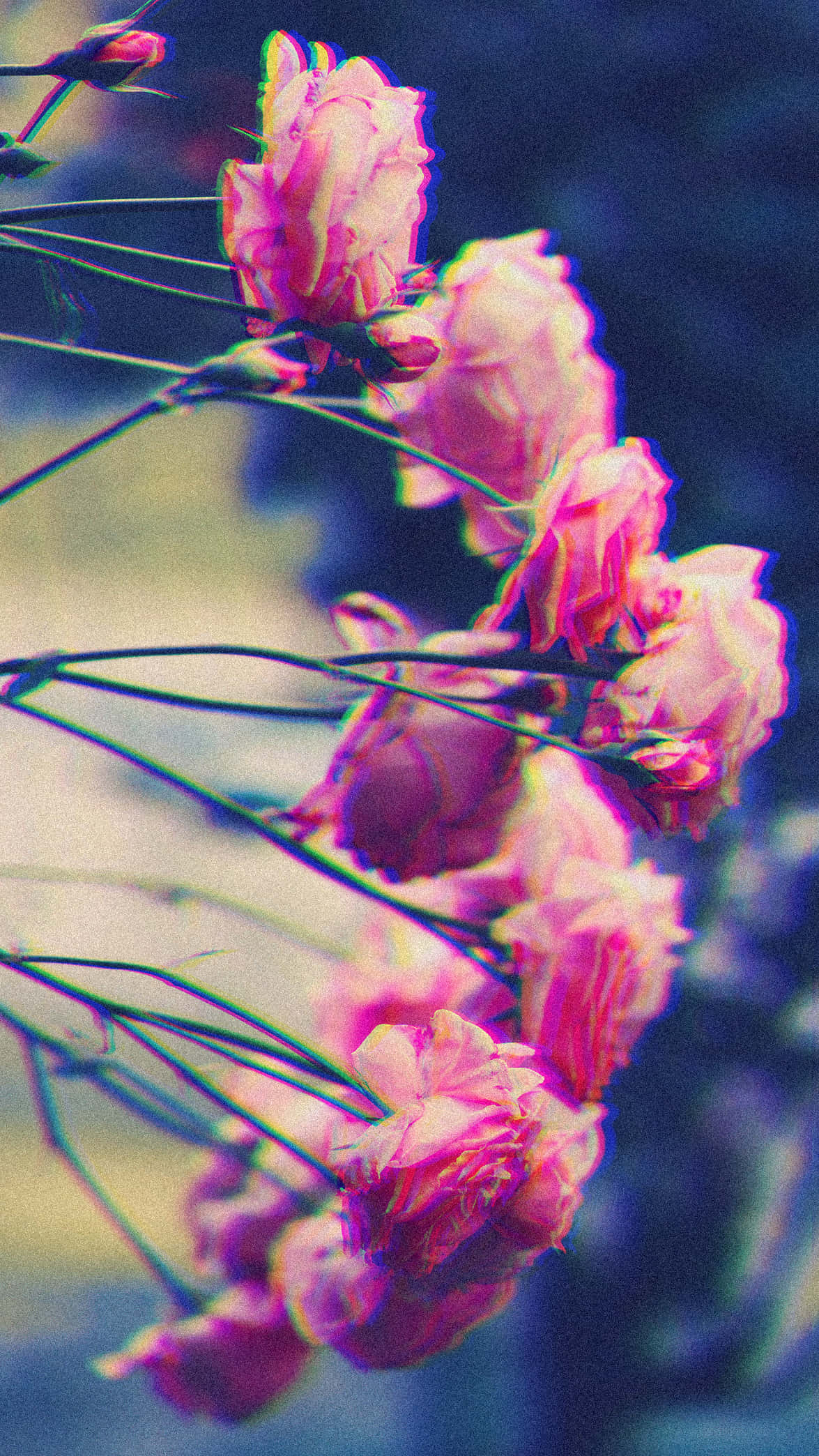 Cute Aesthetic Flower 桌布 壁紙 — 粉紅玫瑰帶有故障色彩邊緣，在模糊的藍色和黃色背景上綻放。