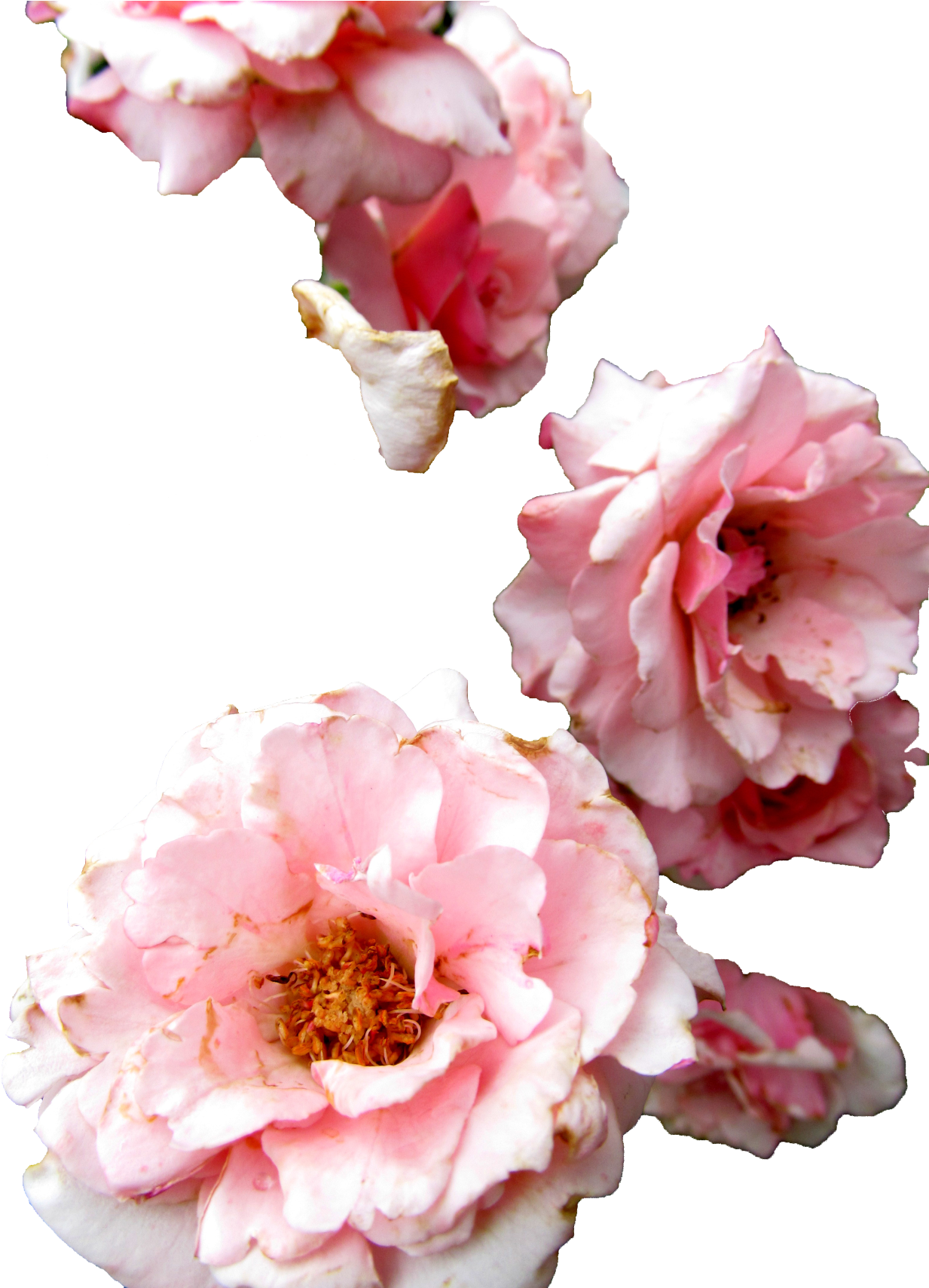 Peony 桌布 壁紙 — 粉紅玫瑰帶有精緻花瓣和金色雄蕊，在純黑背景下優雅漂浮。