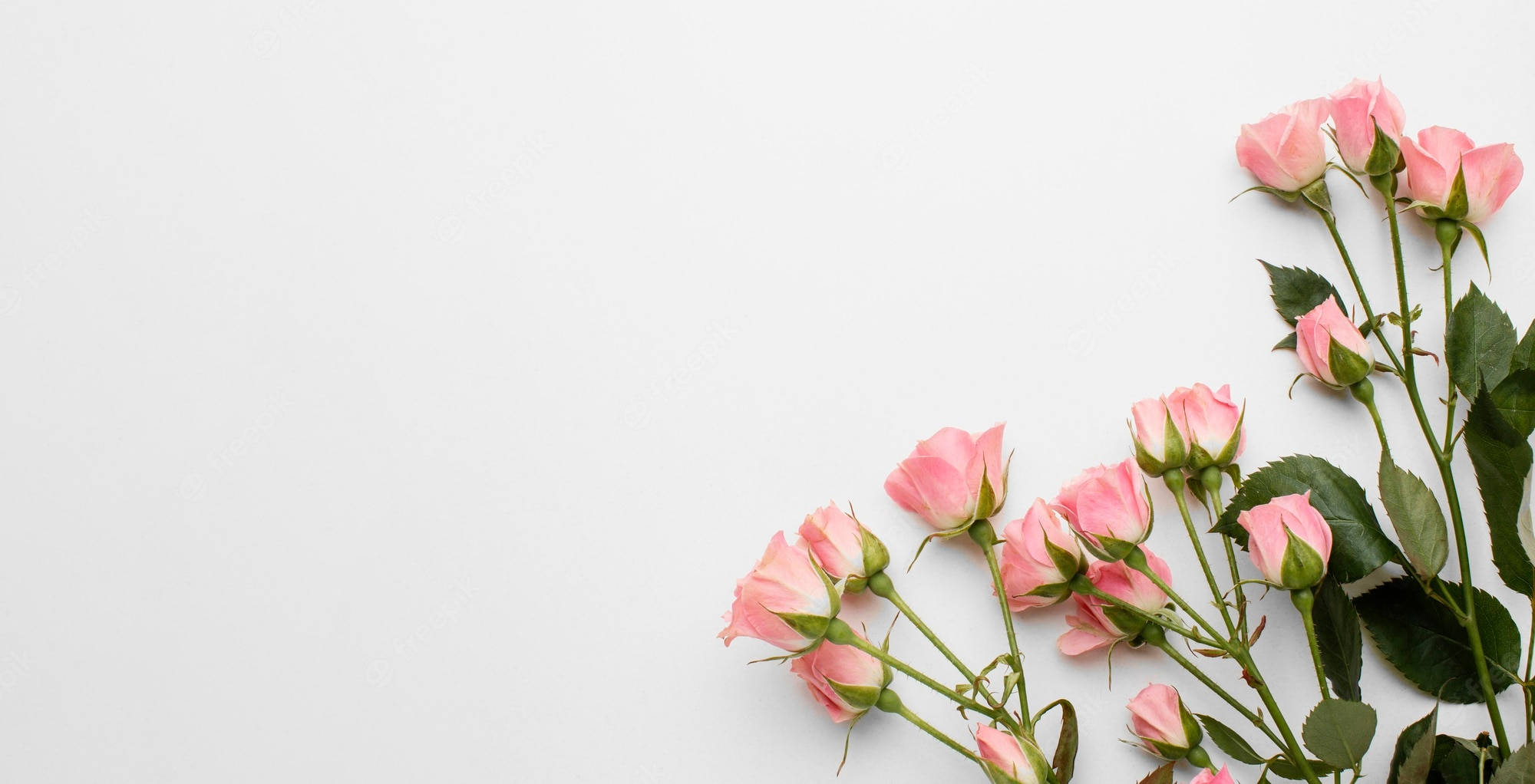 Roses Desktop 桌布 壁紙 — 粉紅玫瑰與花蕾，帶綠色莖幹，以對角線排列在潔白背景上。