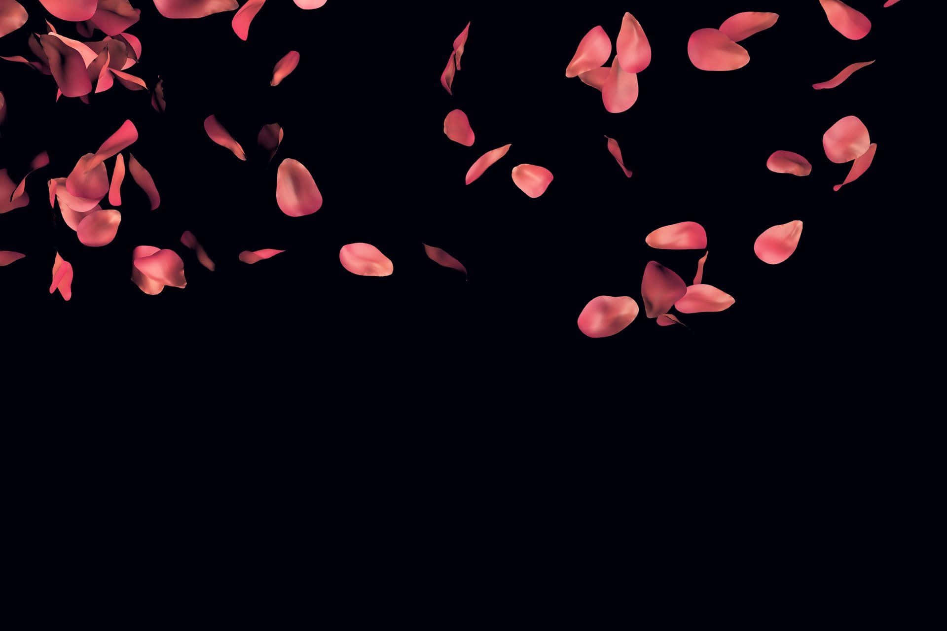 Rose Petal 桌布 壁紙 — 粉紅玫瑰花瓣在深黑色背景下以慢動作瀑布般優雅飄落。