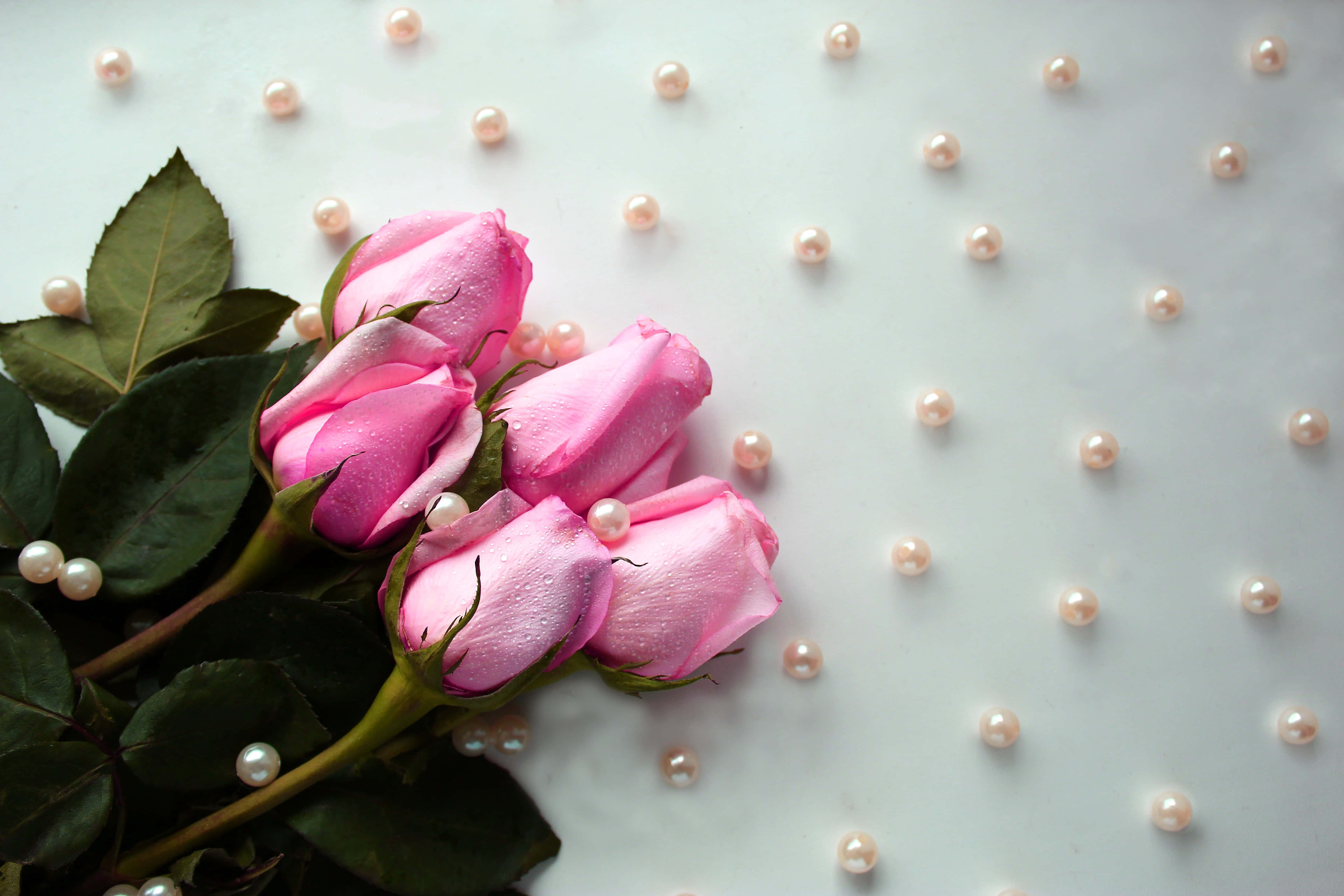 pearl 桌布 壁紙 — 粉紅玫瑰蓓蕾帶有露珠和散落的珍珠，安放在柔軟的白色紋理表面上。