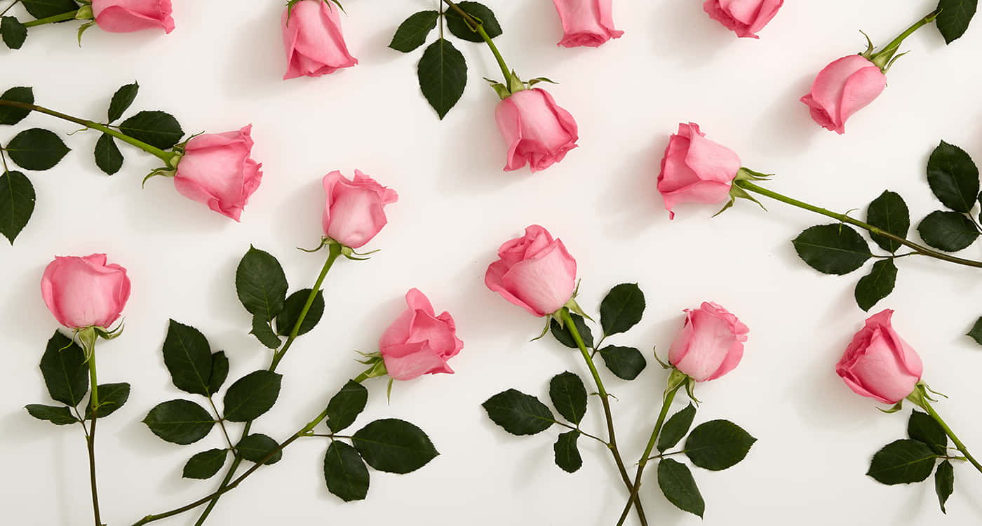 Best Roses 桌布 壁紙 — 粉紅玫瑰連同綠色莖葉散落在潔白表面上，以平鋪構圖呈現。