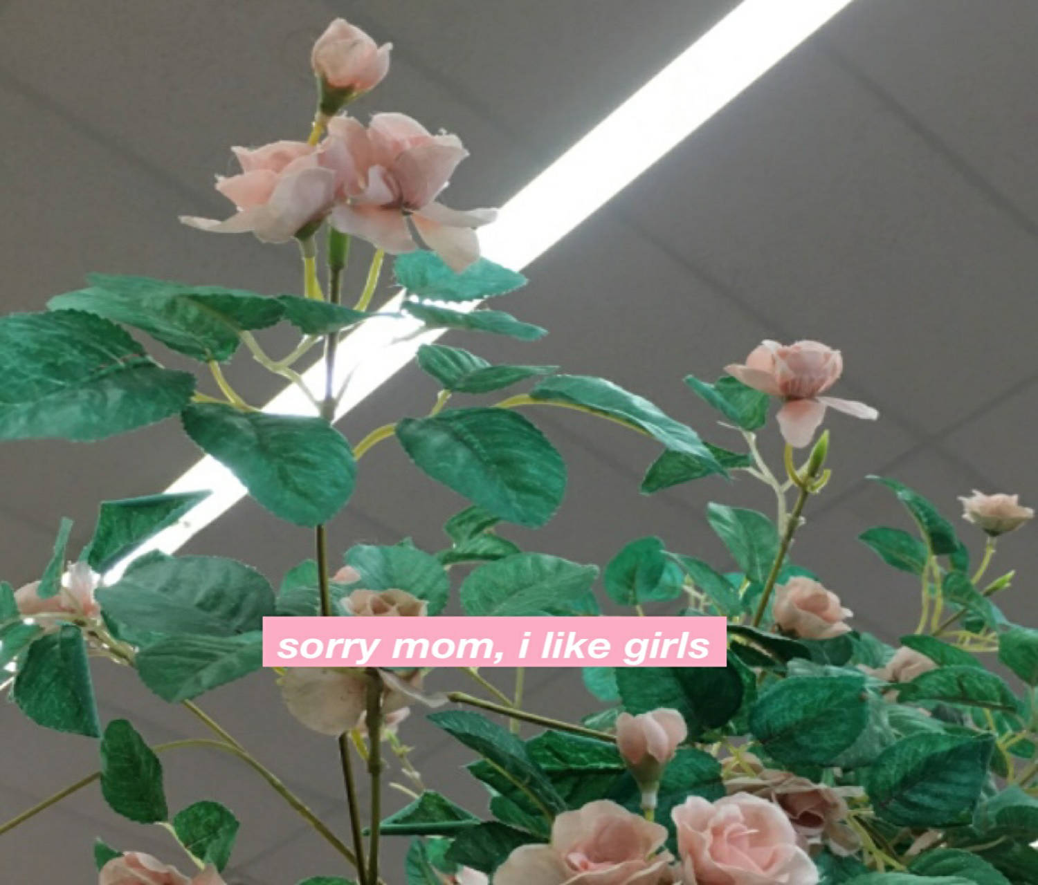 花 桌布 壁紙 — 粉紅玫瑰配綠葉，在螢光燈下，帶有粉紅色文字疊加，寫著 sorry mom i like girls