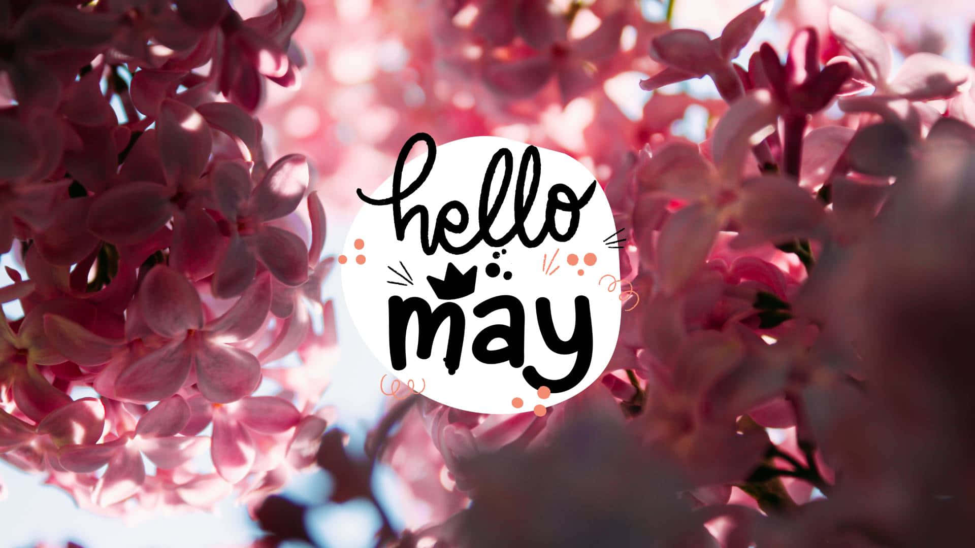 May 桌布 壁紙 — 粉紅色丁香花圍繞著明亮的天空中的愉快 'hello may' 文字圖形。