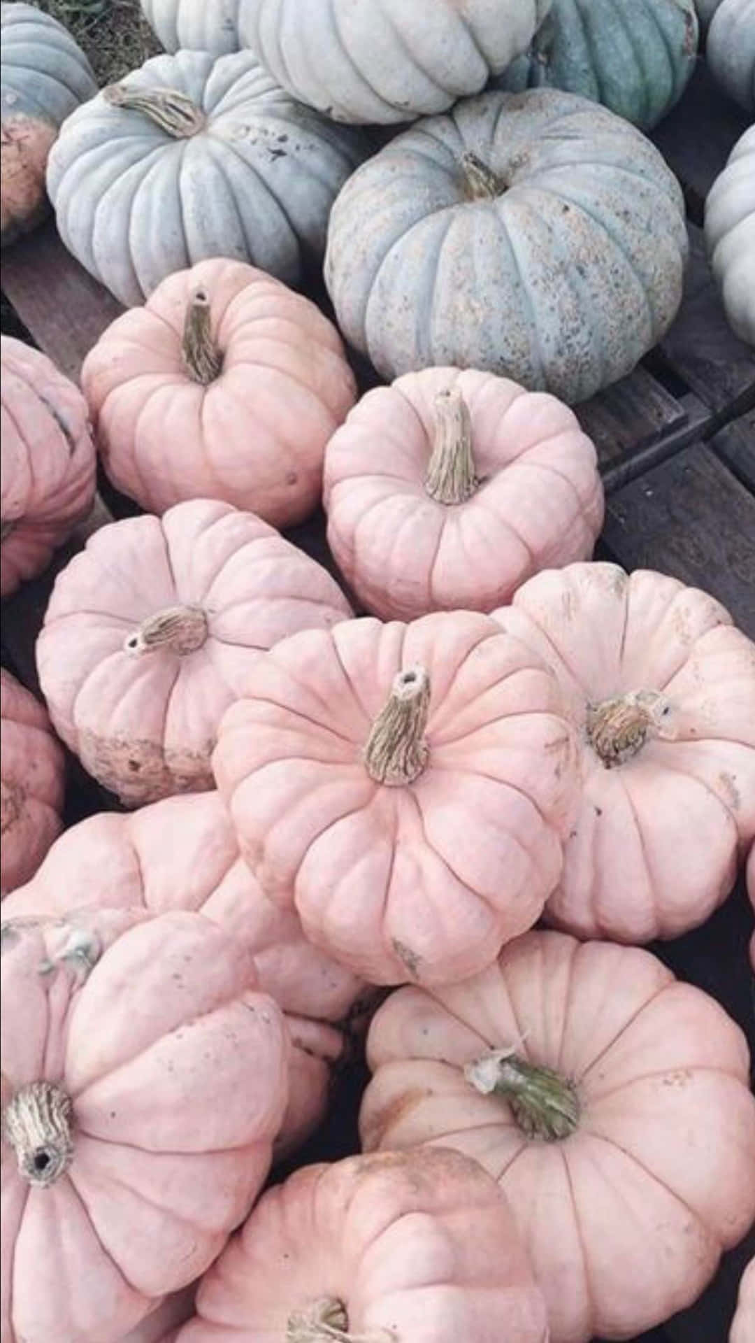 Autumn Bounty 桌布 壁紙 — 粉紅色和柔和藍色南瓜堆疊在木質表面上的特寫。