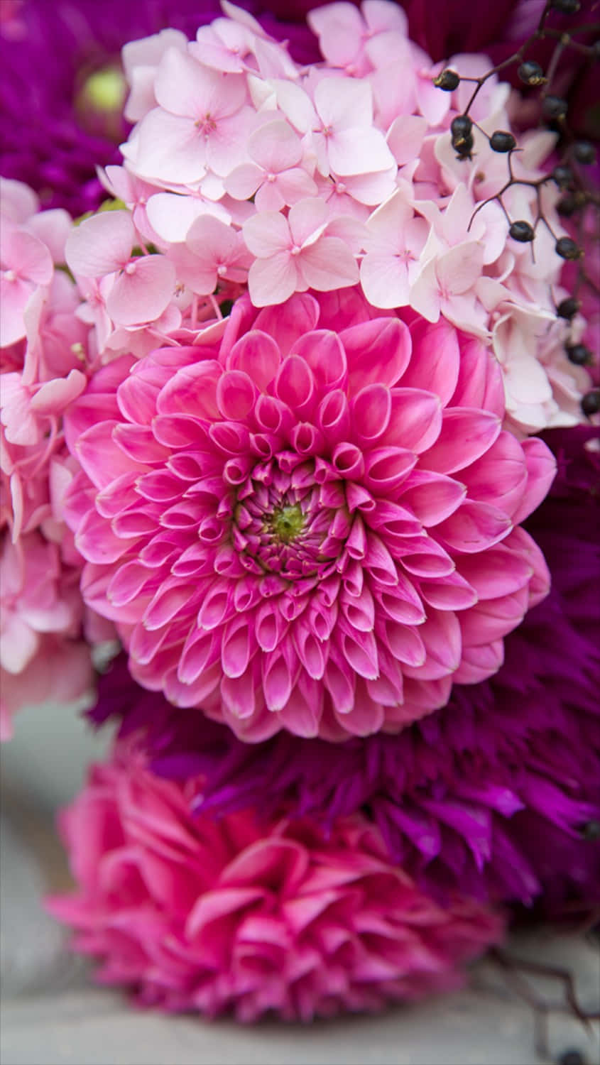 Pink Flower Phone 桌布 壁紙 — 粉紅色和洋紅色大麗花和繡球花與深色漿果的柔和焦點特寫。