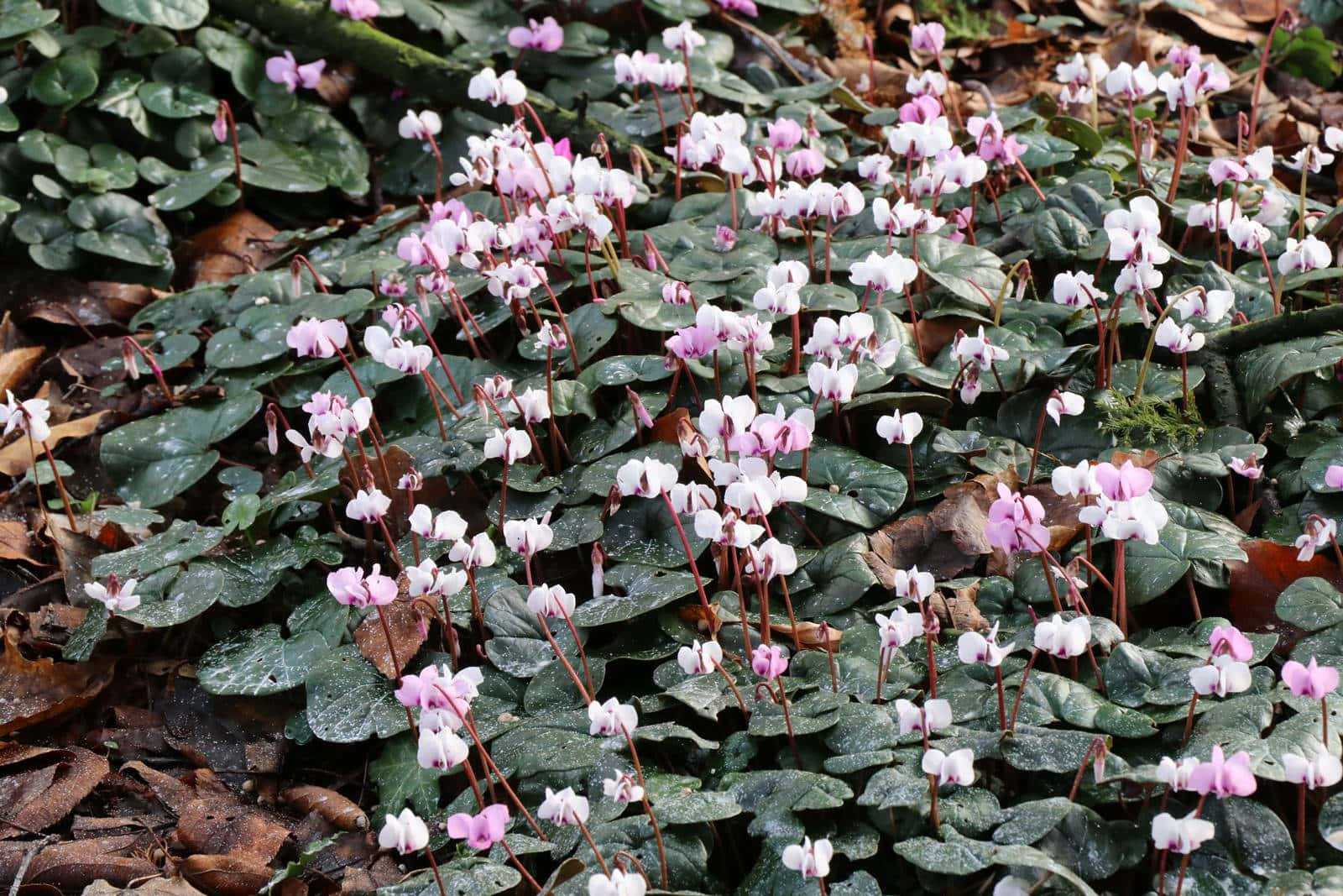 Cyclamen 桌布 壁紙 — 粉紅色和白色的仙客來花在茂密的綠葉和散落的棕色落葉中盛開在森林地面上。