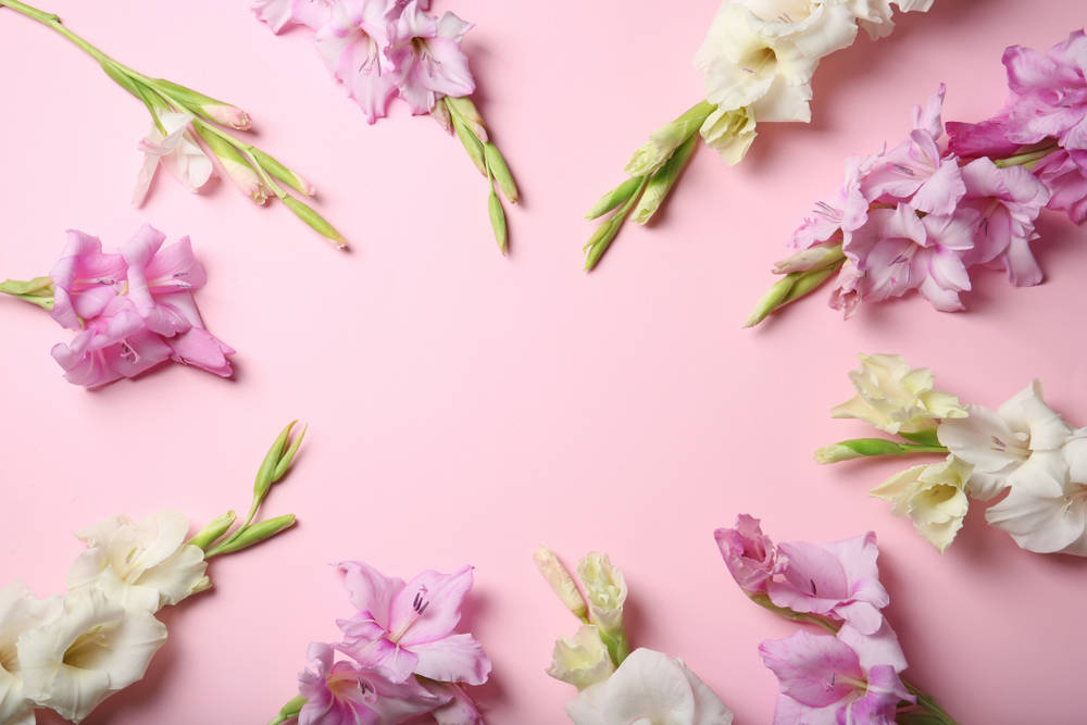 Gladiolus 桌布 壁紙 — 粉紅色和白色的劍蘭花排列在圓形框架內，背景為柔和的粉紅色。