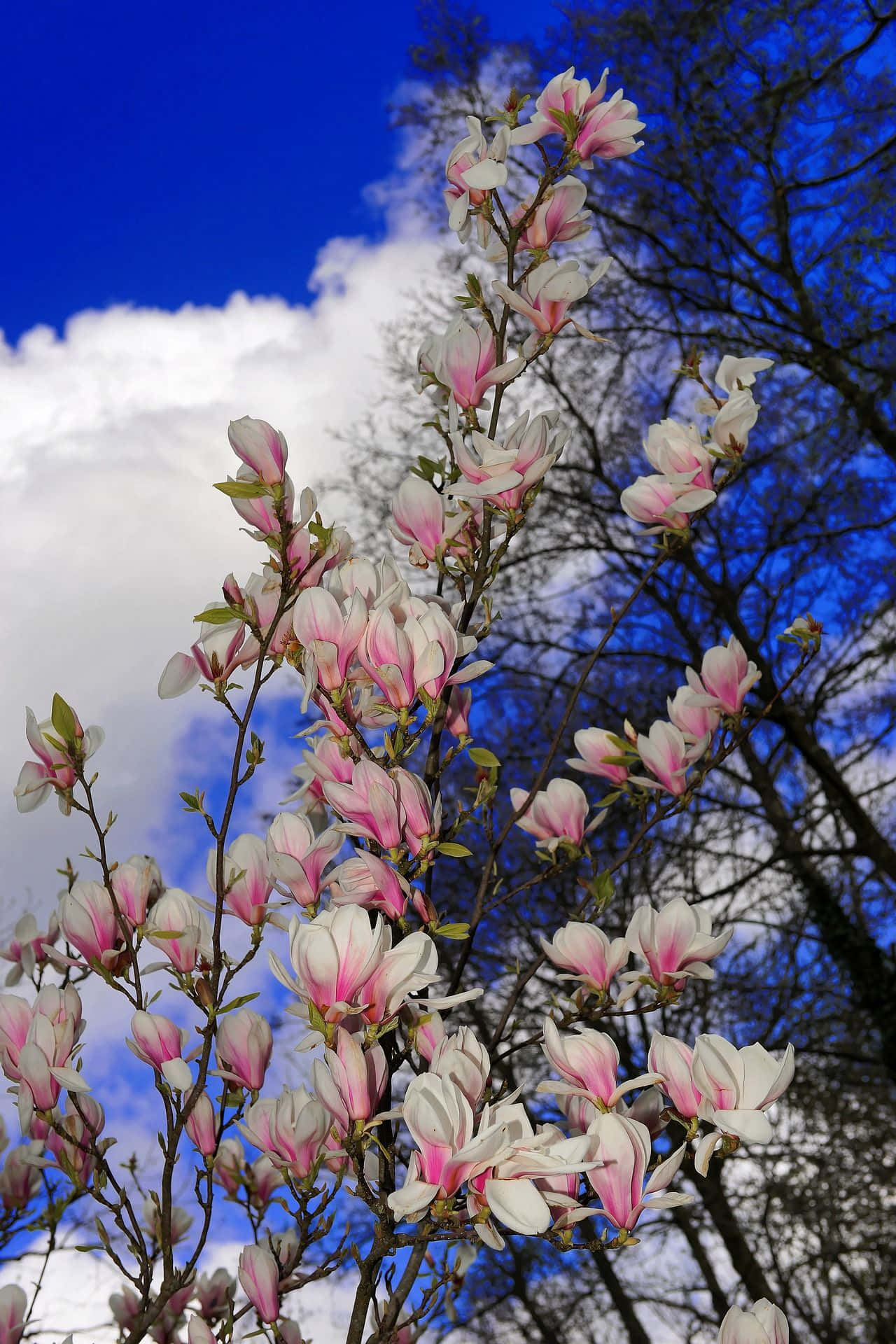 Tulip Tree 桌布 壁紙 — 粉紅色和白色的木蘭花在鮮豔的藍天和白雲中盛開。