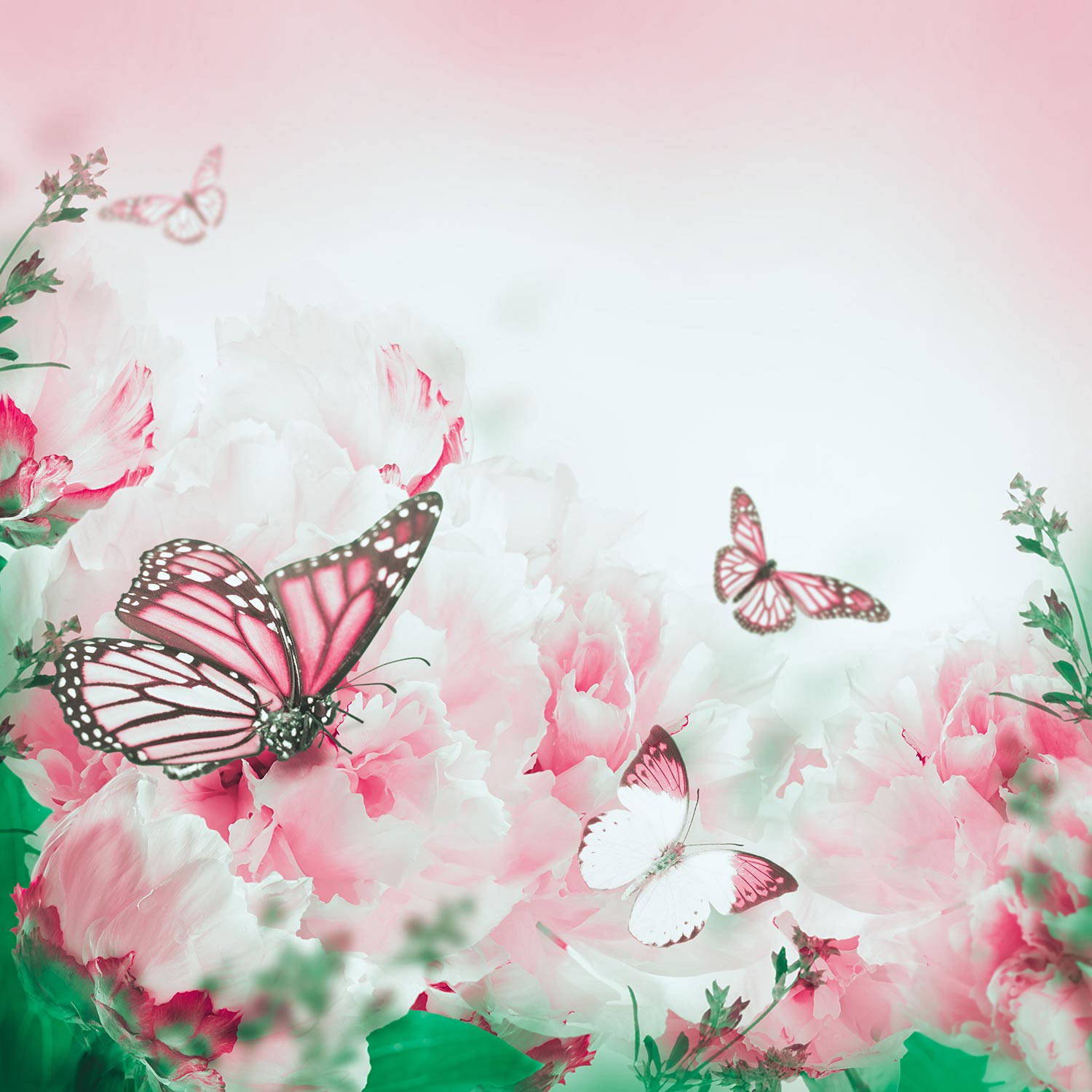 Beautiful Butterfly 桌布 壁紙 — 粉紅色和白色的牡丹花柔和地盛開，粉紅色和黑色翅膀的嬌嫩蝴蝶在它們周圍翩翩起舞。